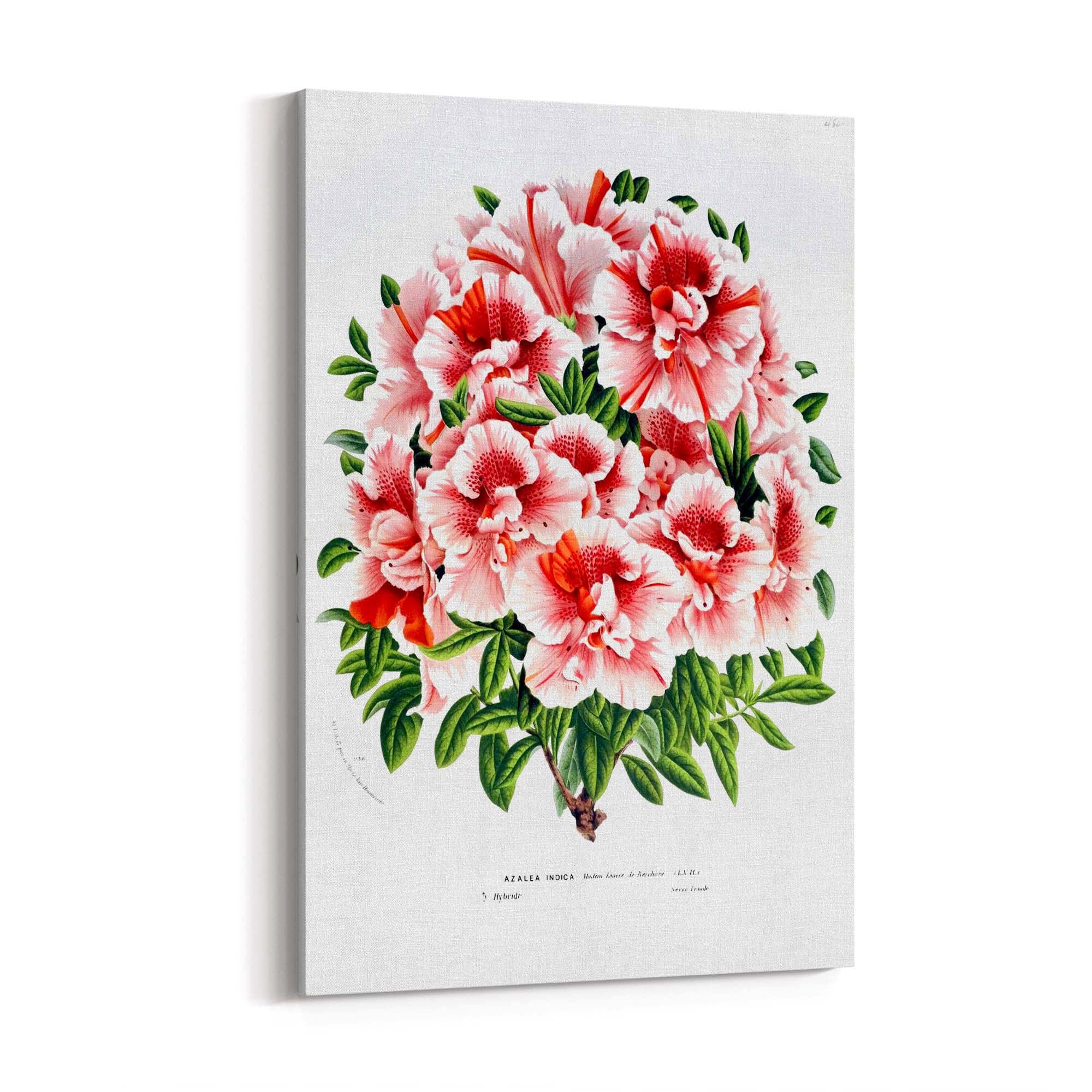 Vintage Pink Azalea Flowers Botanical Kitchen Wall Art #2 - The Affordable Art Company