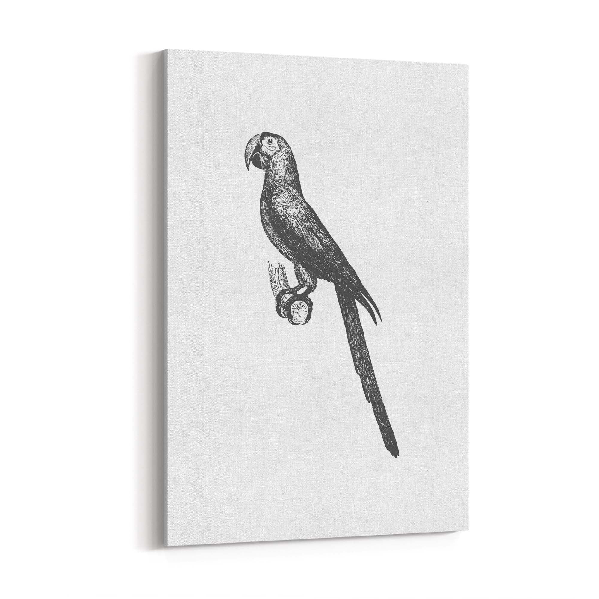 Parrot Drawing Minimal Exotic Bird Wall Art - The Affordable Art Company