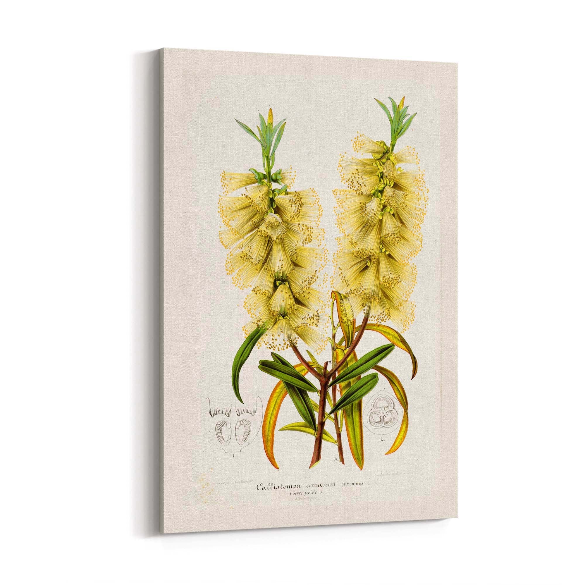 Yellow Flower Vintage Botanical Kitchen Wall Art #4 - The Affordable Art Company
