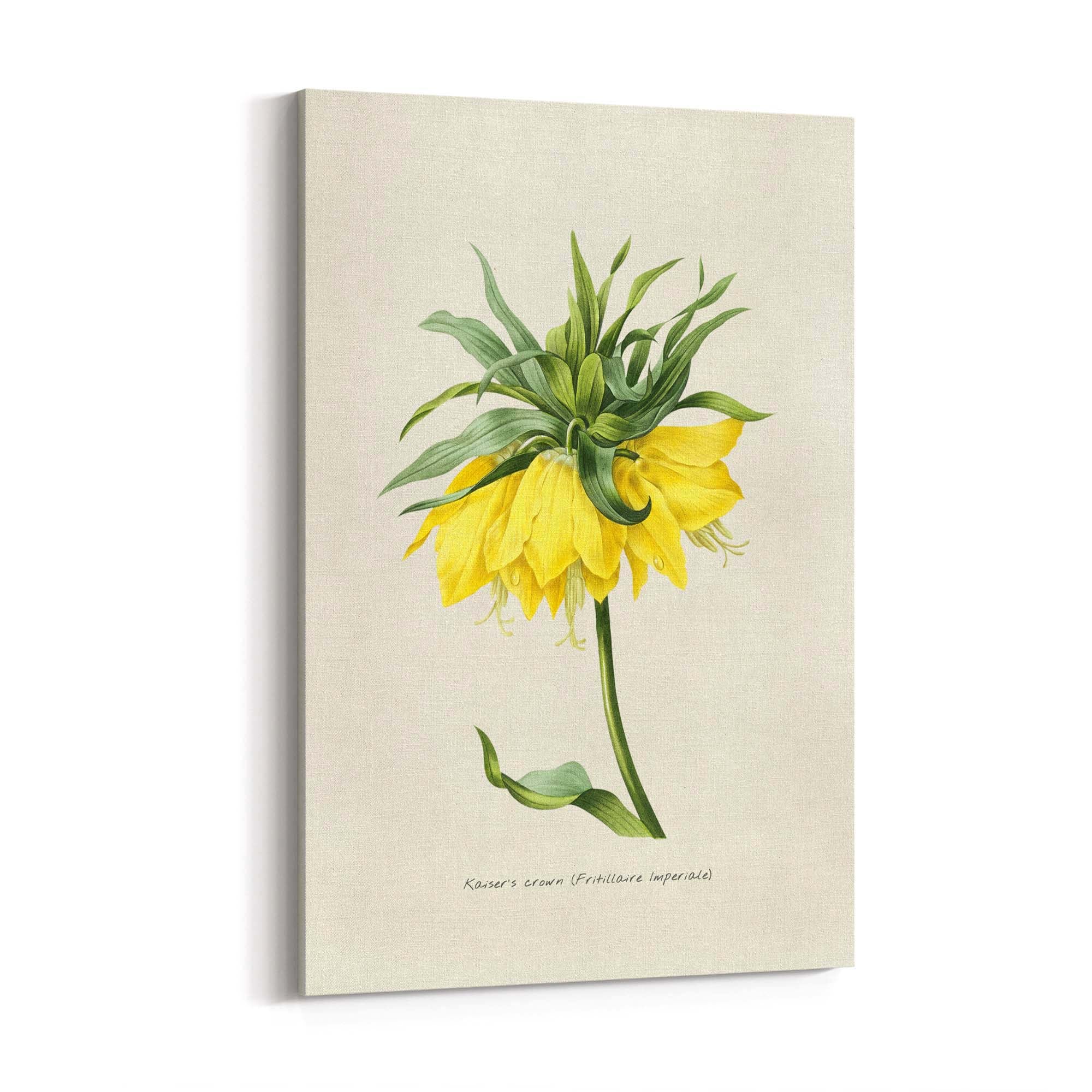 Yellow Flower Vintage Botanical Kitchen Wall Art #1 - The Affordable Art Company