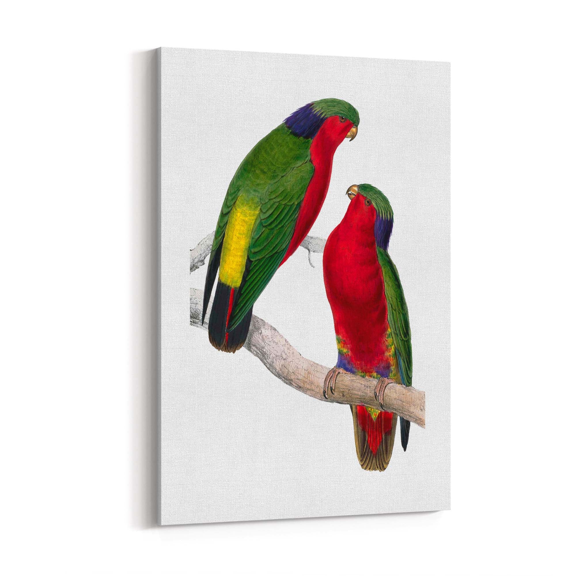 Kuhl's Lorikeet Exotic Bird Drawing Wall Art - The Affordable Art Company