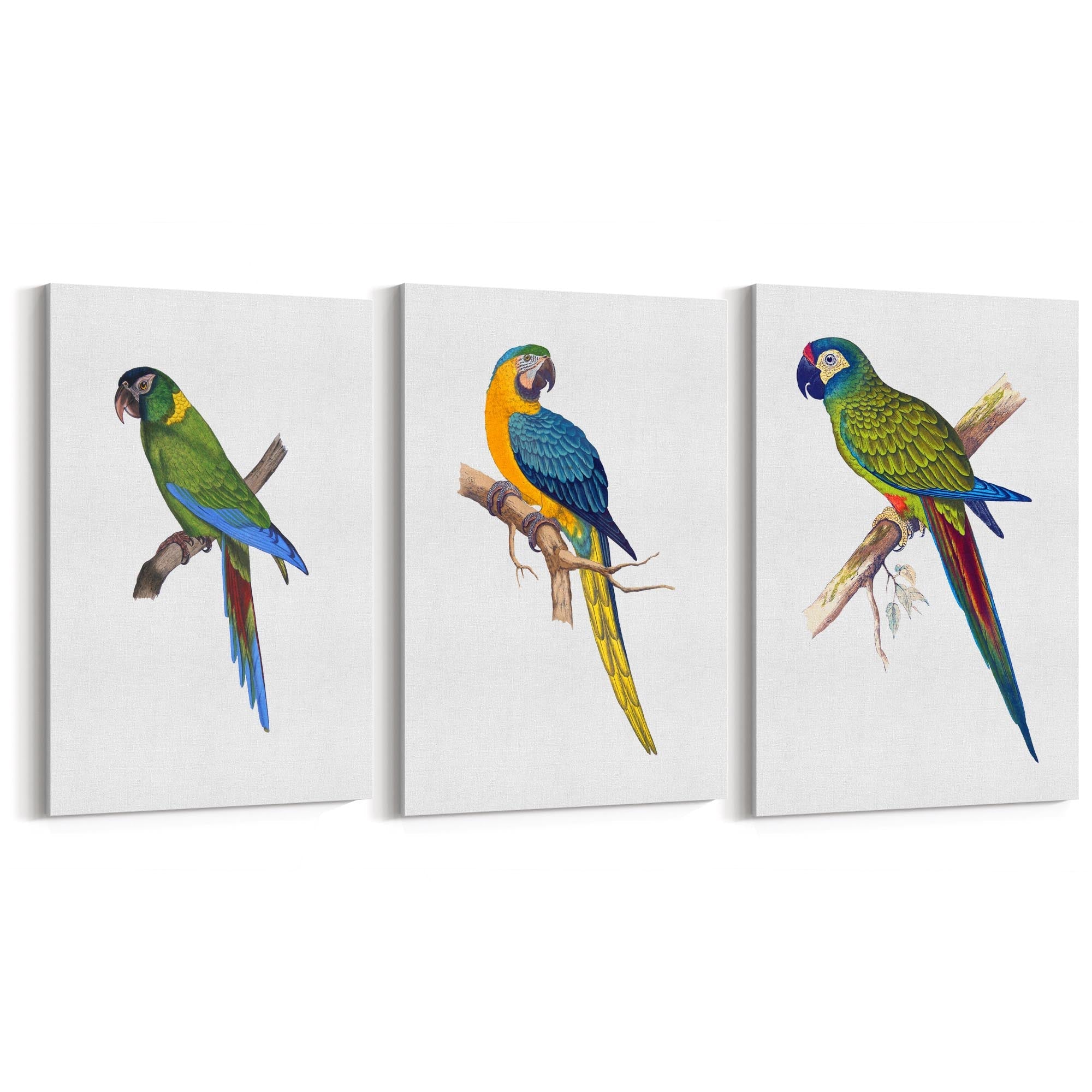 Set of Exotic Bird Drawings Australian Wall Art - The Affordable Art Company