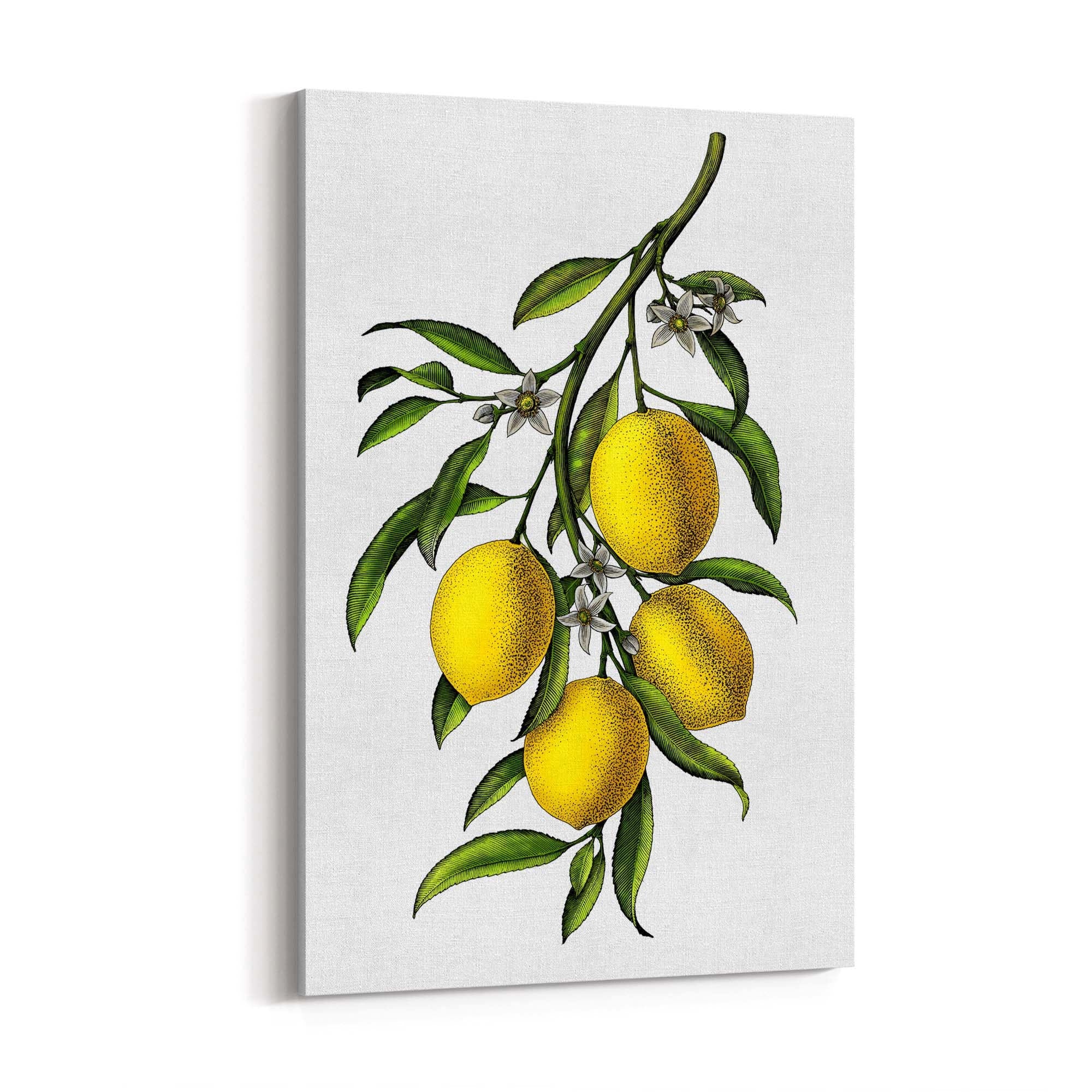 Lemon Branch Vintage Botanical Kitchen Wall Art - The Affordable Art Company