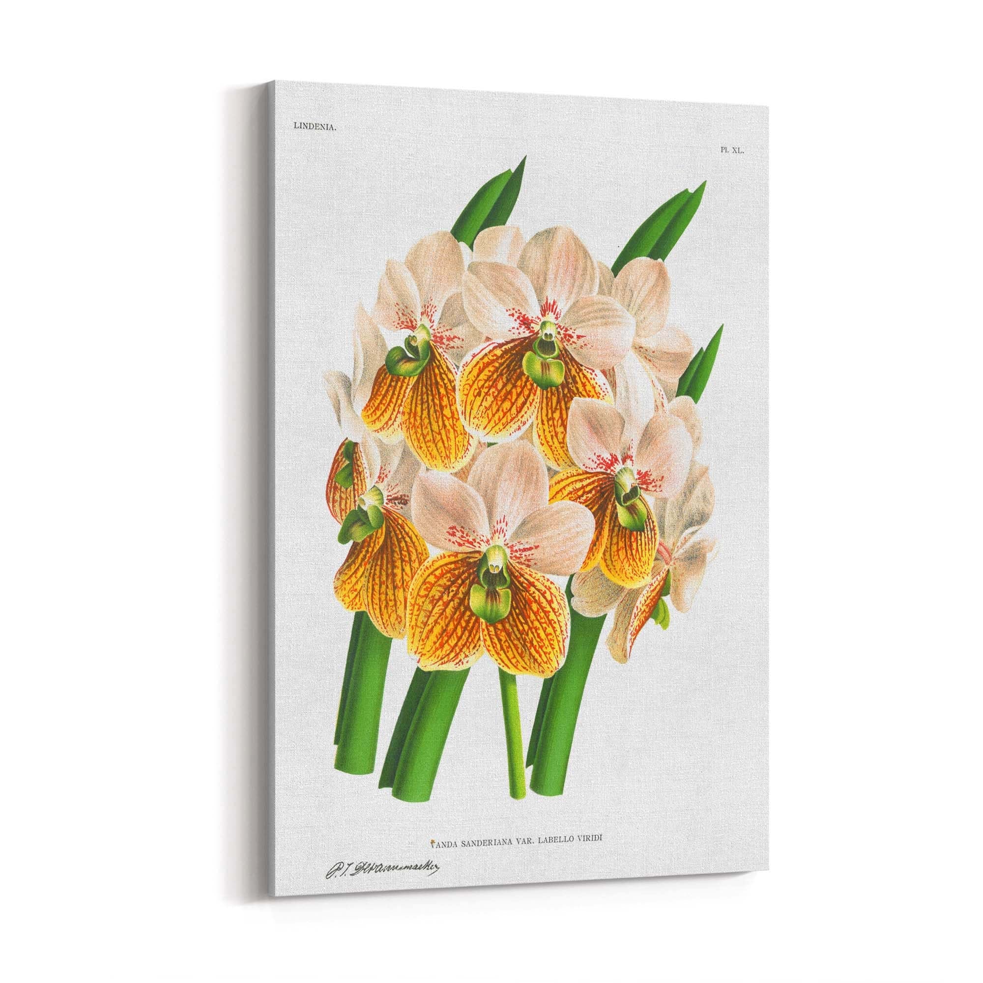 Yellow Flower Vintage Botanical Kitchen Wall Art #2 - The Affordable Art Company