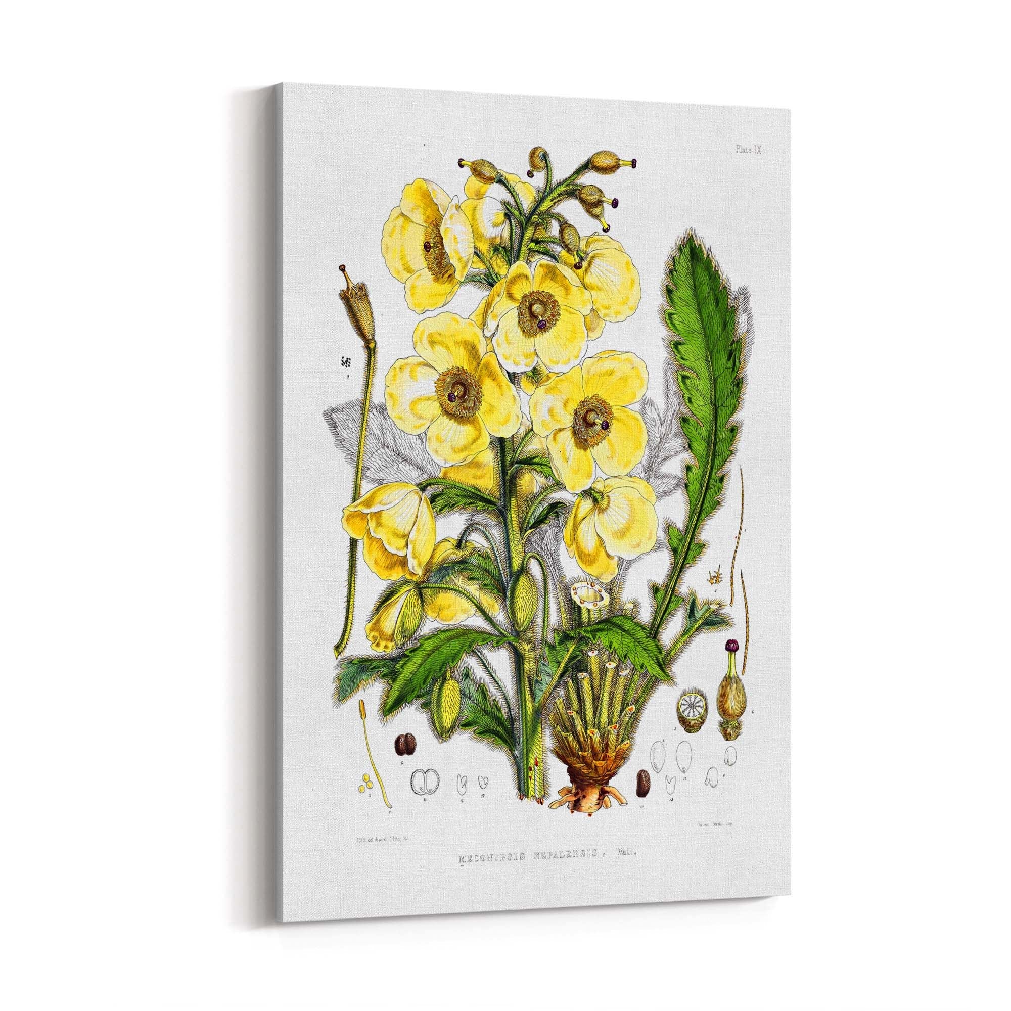 Yellow Flower Vintage Botanical Kitchen Wall Art #5 - The Affordable Art Company