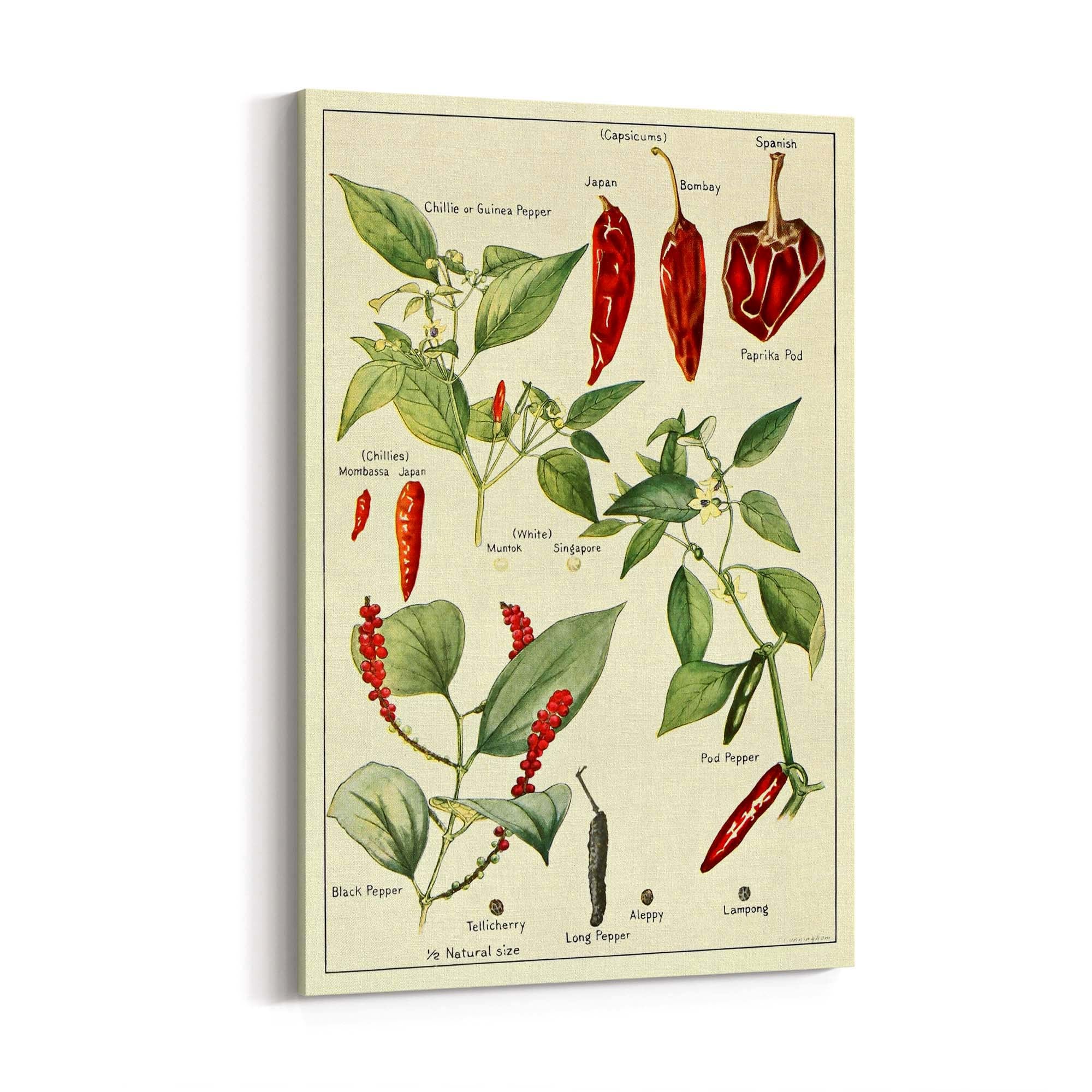 Chilli Botanical Drawing Kitchen Food Wall Art - The Affordable Art Company