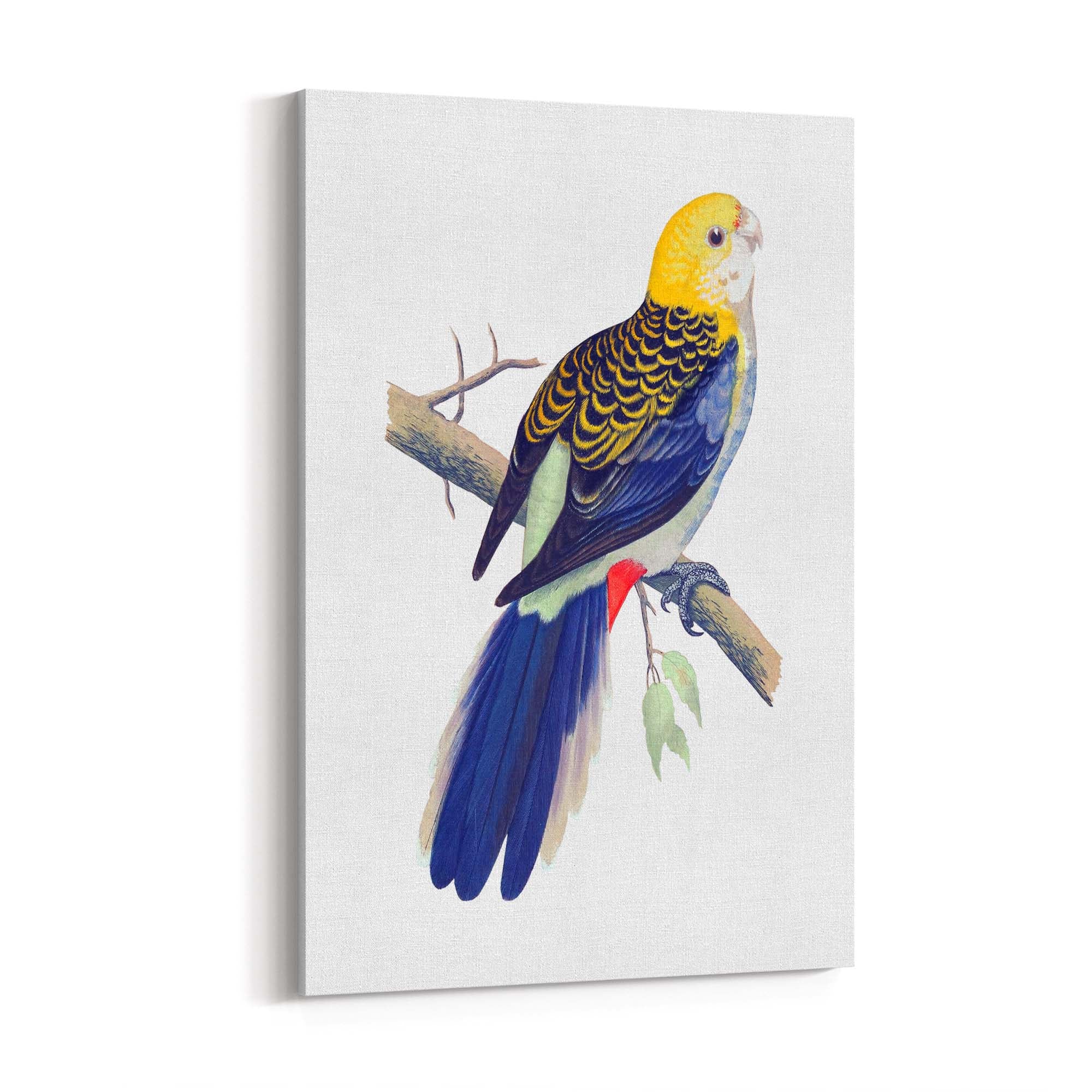Pale Headed Rosella Exotic Bird Drawing Wall Art - The Affordable Art Company