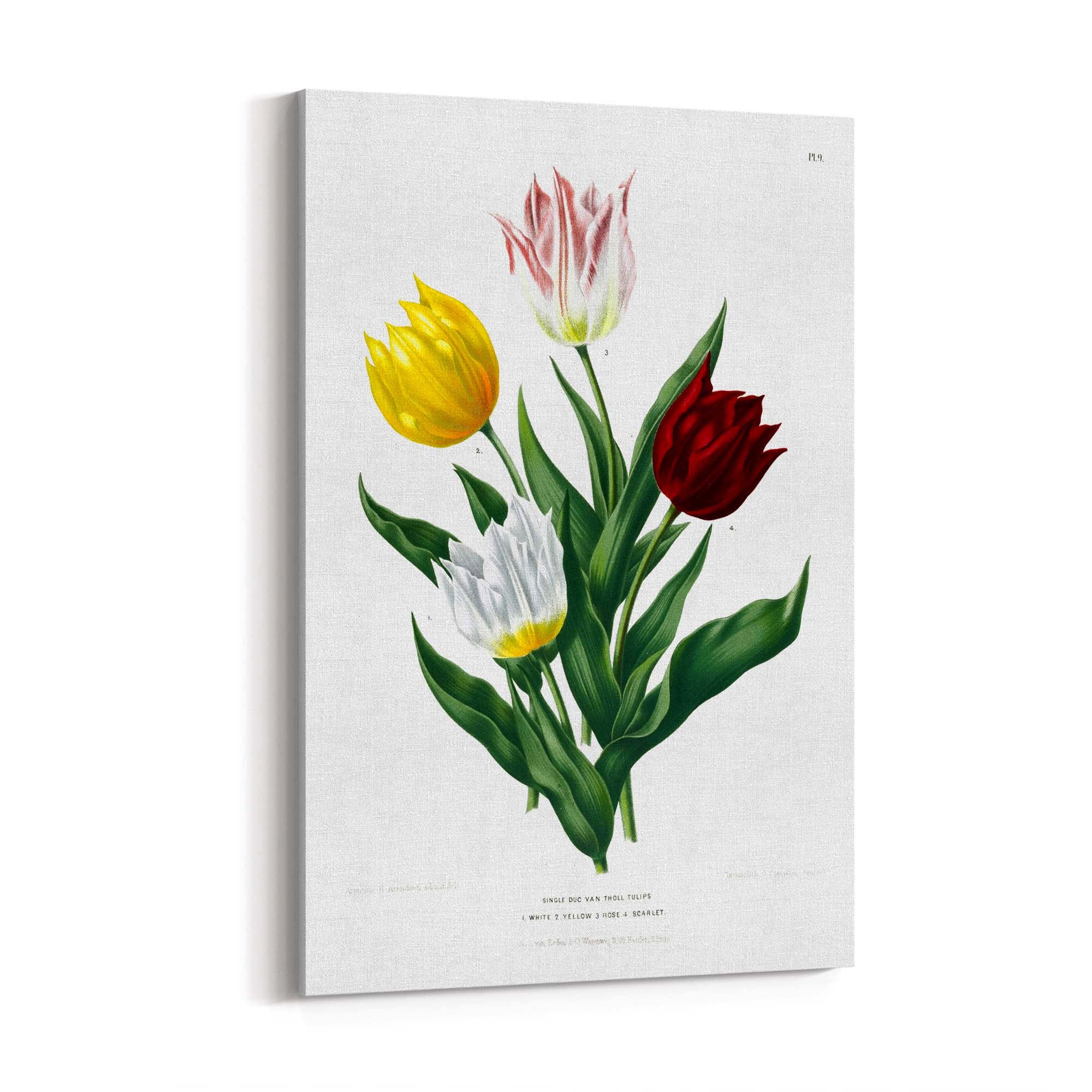 Tulip Botanical Vintage Kitchen Wall Art - The Affordable Art Company