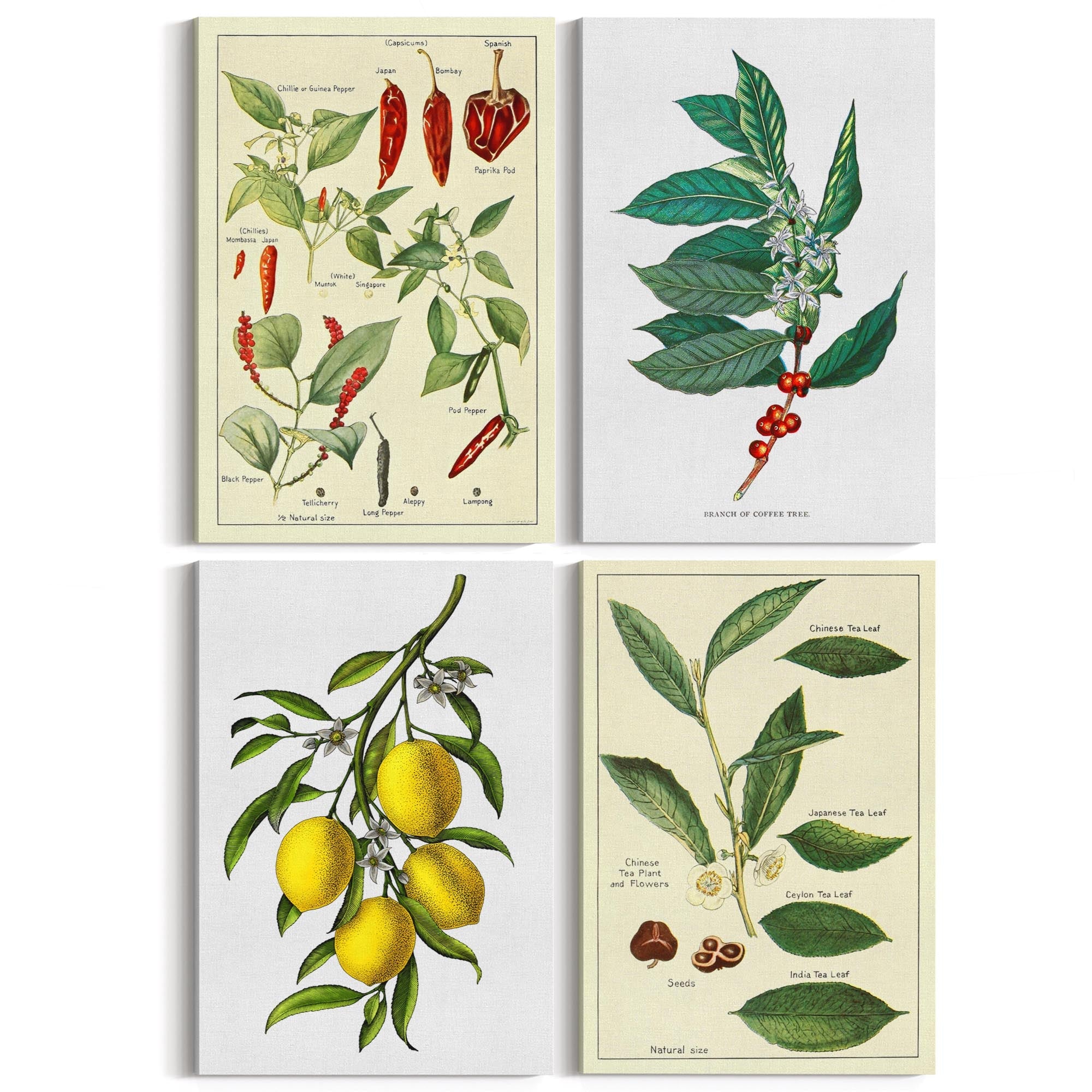 Set of 4 Vintage Botanical Kitchen Food Drawing Wall Art - The Affordable Art Company