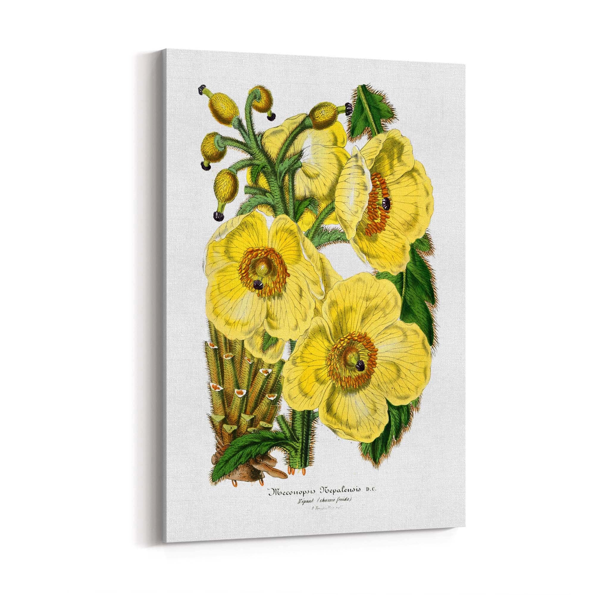 Yellow Flower Vintage Botanical Kitchen Wall Art #3 - The Affordable Art Company