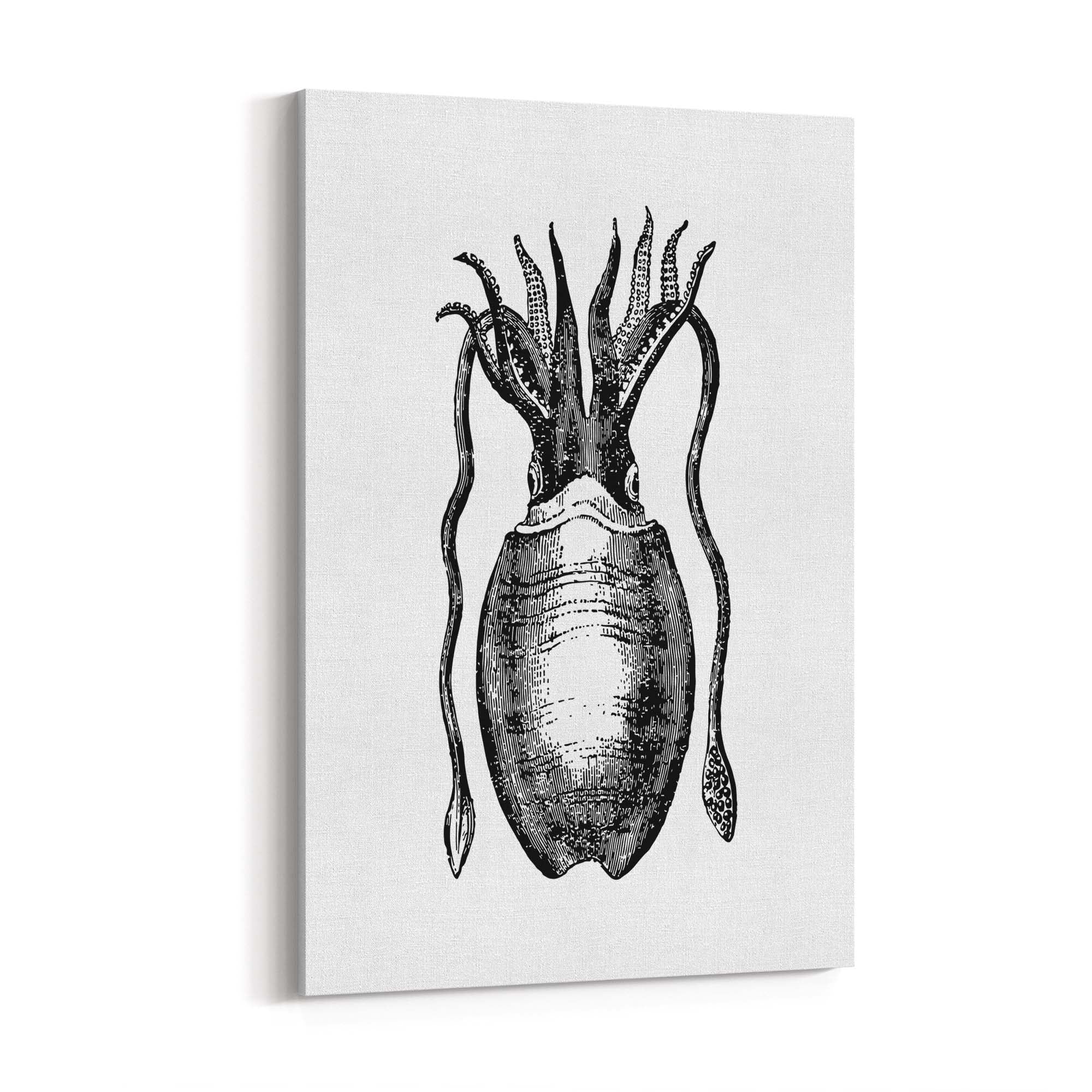 Squid Drawing Black and White Sealife Wall Art - The Affordable Art Company