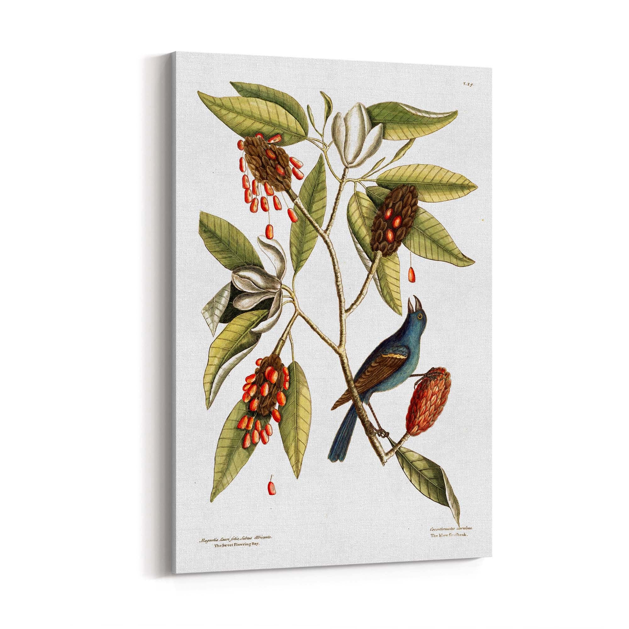 Sweet Bay Flower Botanical Kitchen Wall Art - The Affordable Art Company