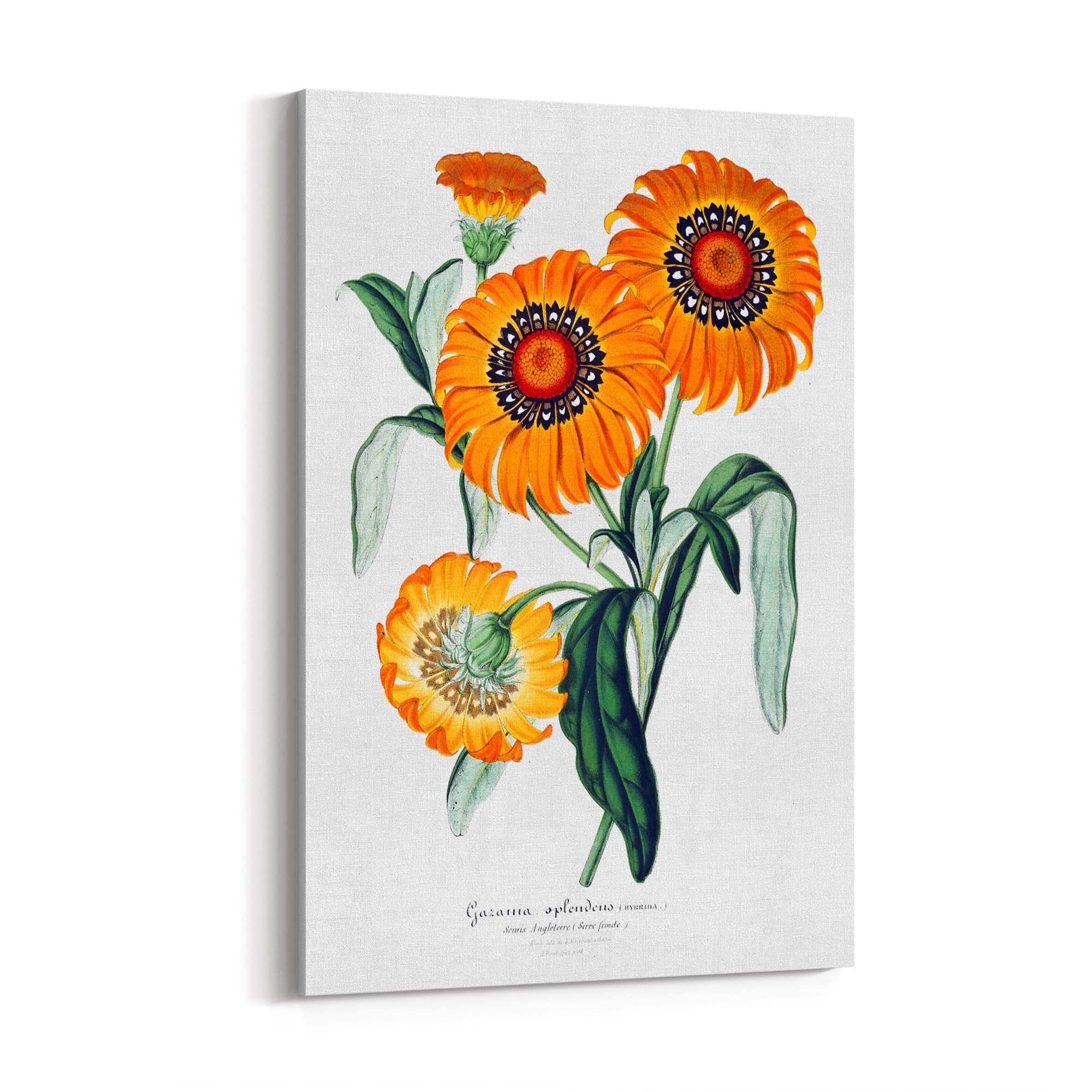 Orange Flowers Vintage Botanical Wall Art - The Affordable Art Company