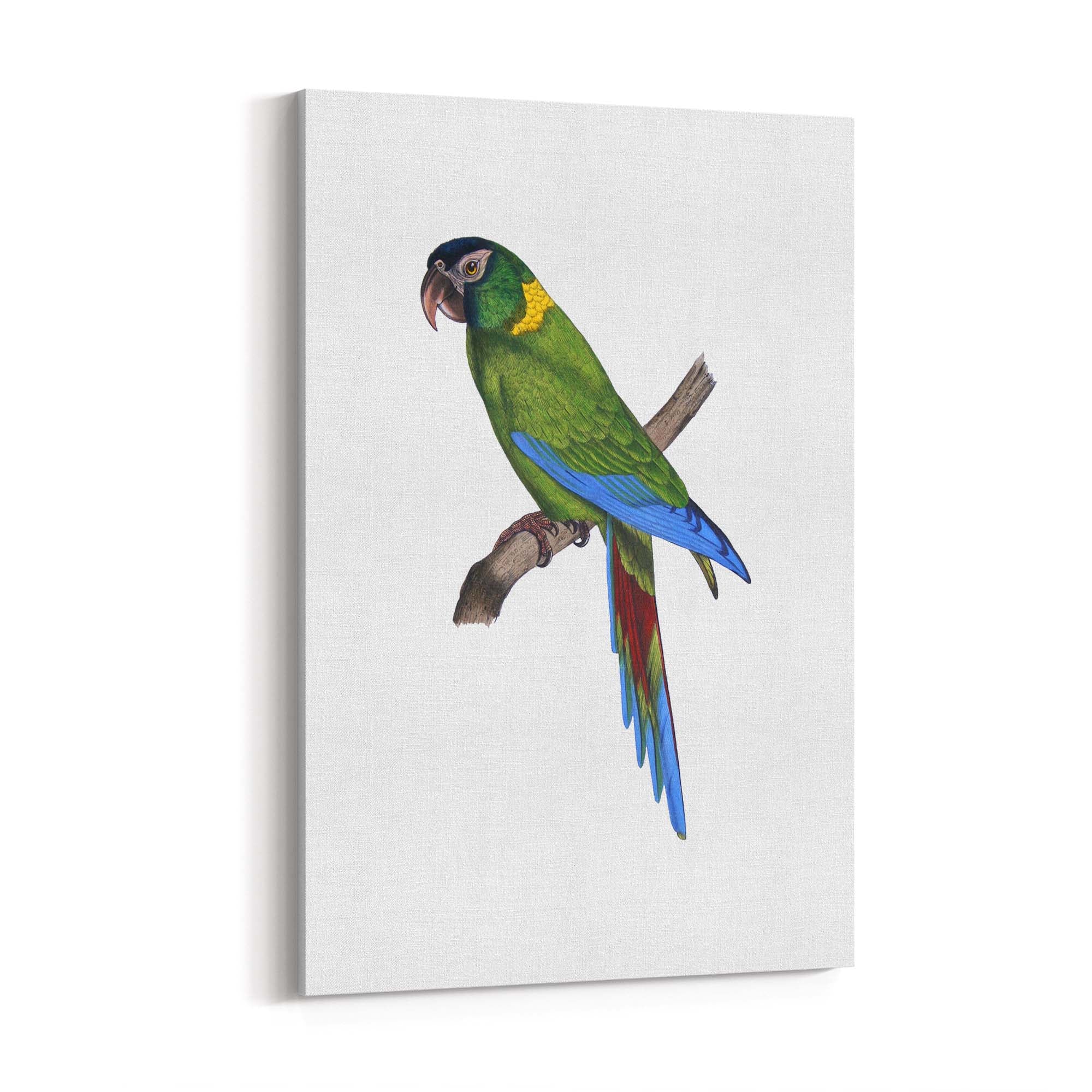 Golden-Collared Macaw Exotic Bird Drawing Wall Art - The Affordable Art Company