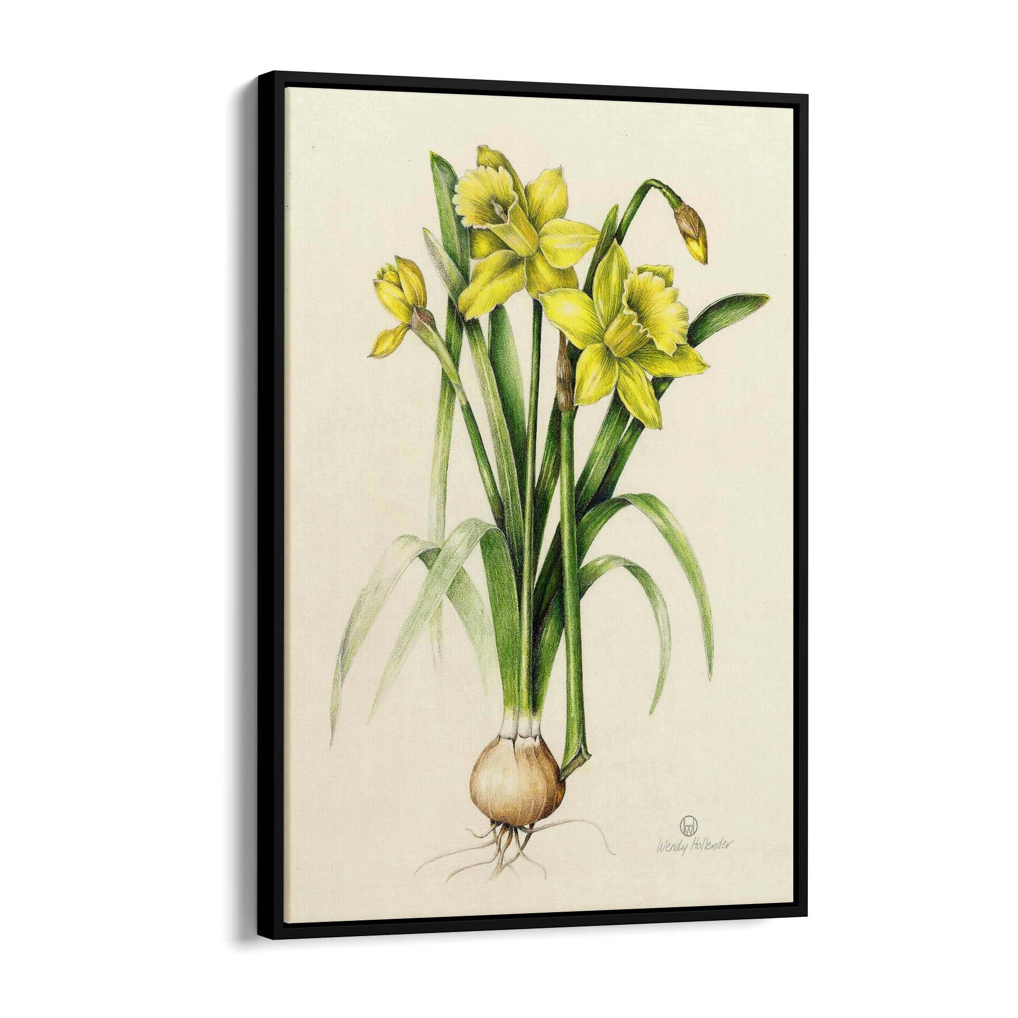 Daffodil Flower Botanical Drawing Kitchen Wall Art - The Affordable Art Company