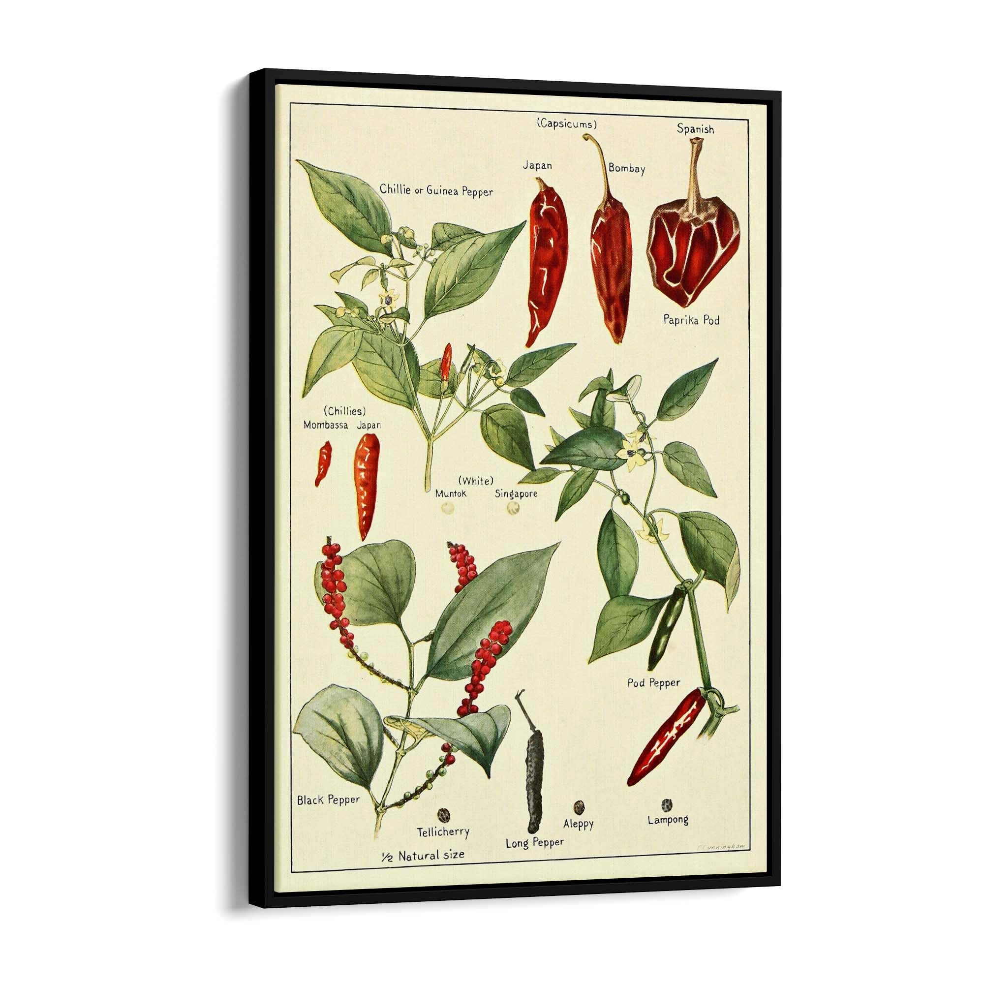 Chilli Botanical Drawing Kitchen Food Wall Art - The Affordable Art Company