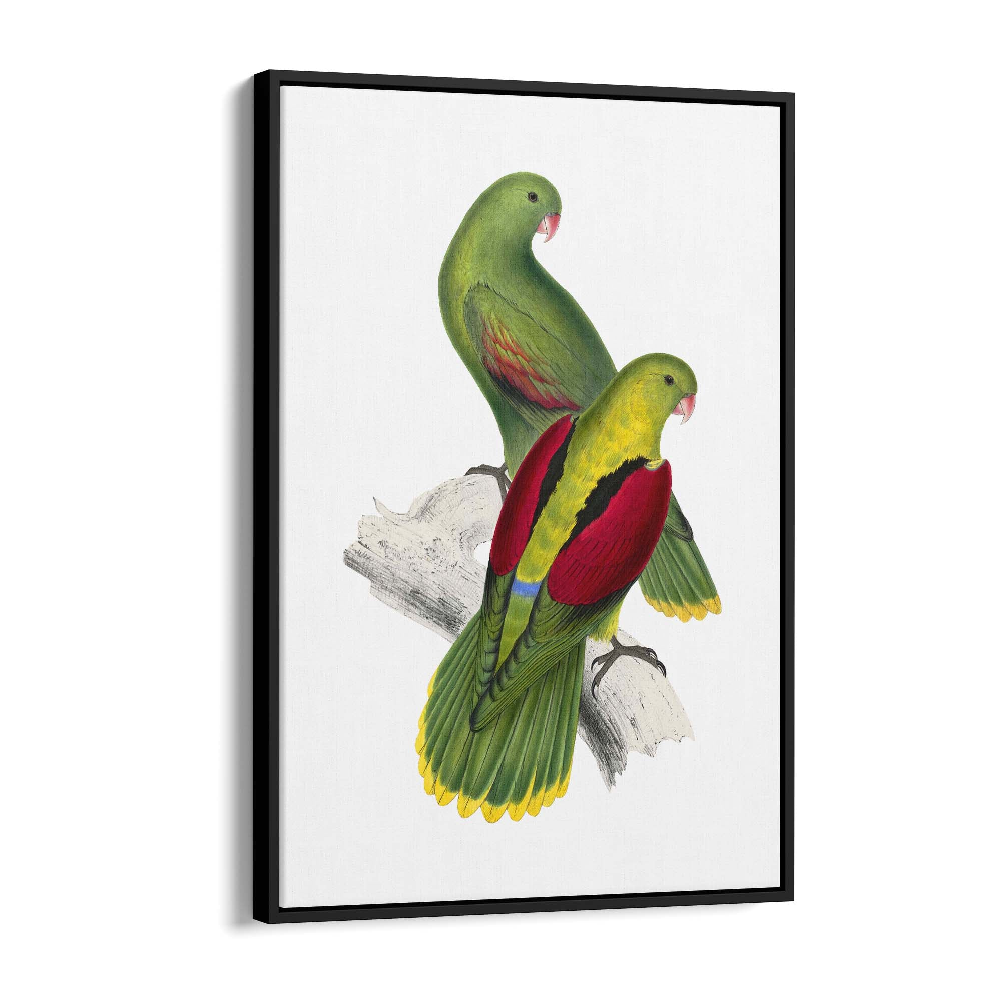Crimson Winged Parakeet Exotic Bird Wall Art - The Affordable Art Company