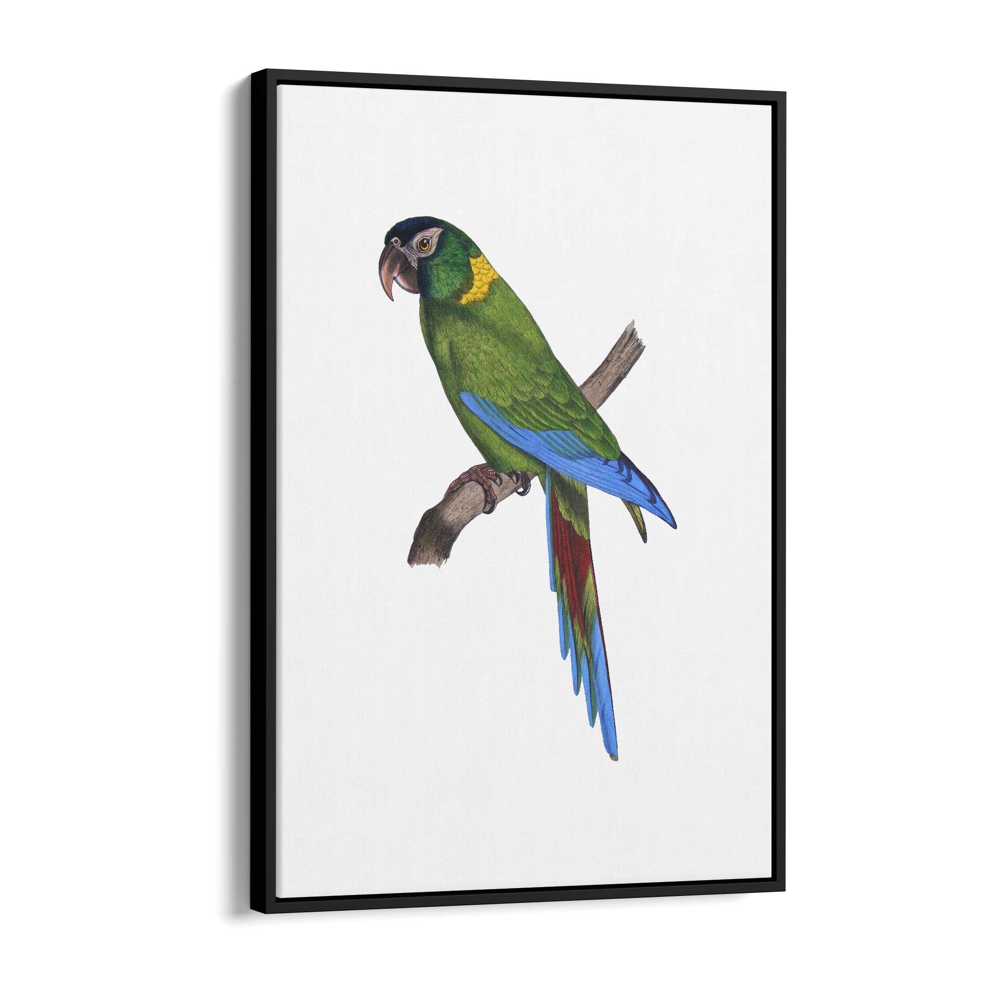 Golden-Collared Macaw Exotic Bird Drawing Wall Art - The Affordable Art Company