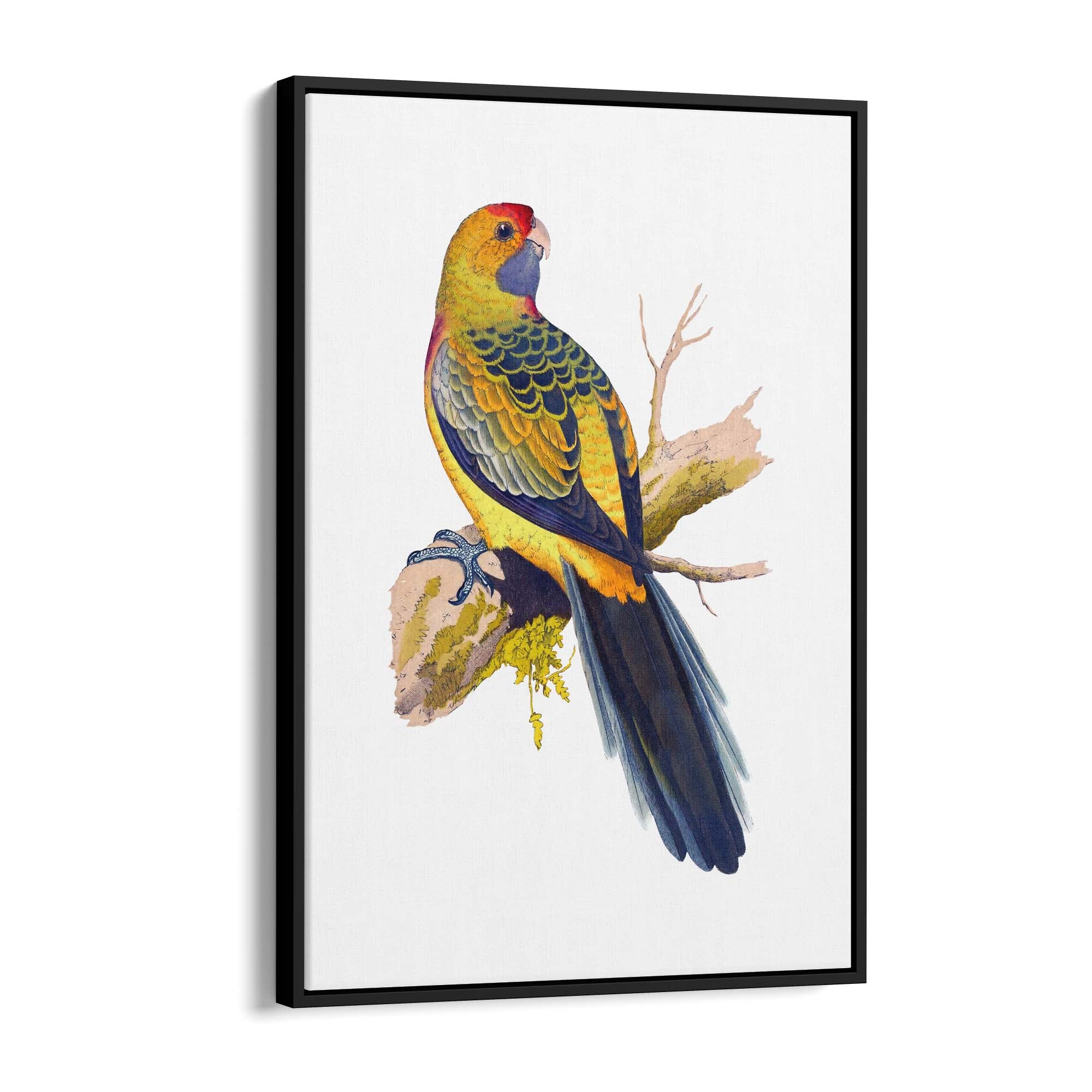 Yellow Rumped Parakeet Exotic Bird Wall Art - The Affordable Art Company