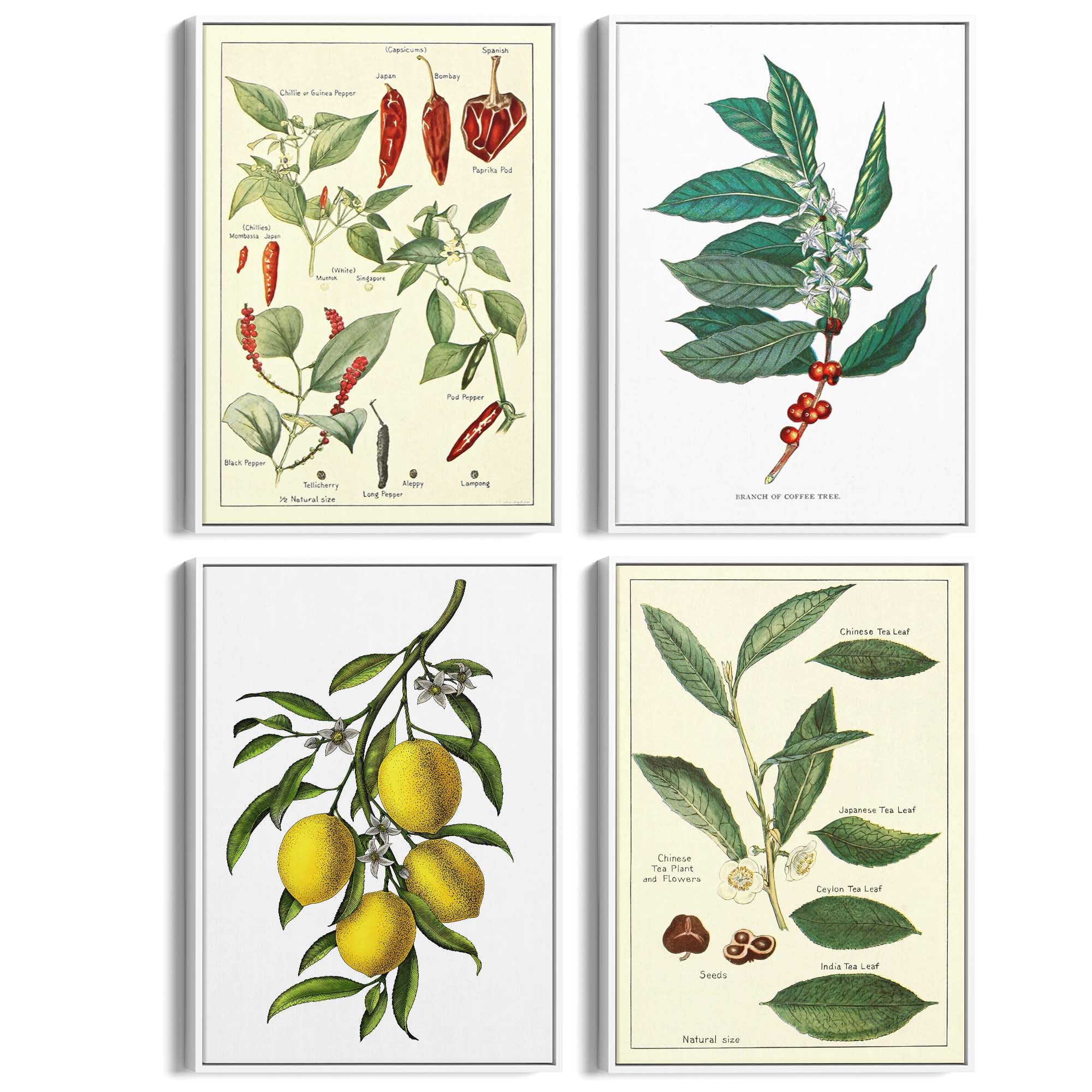 Set of 4 Vintage Botanical Kitchen Food Drawing Wall Art - The Affordable Art Company