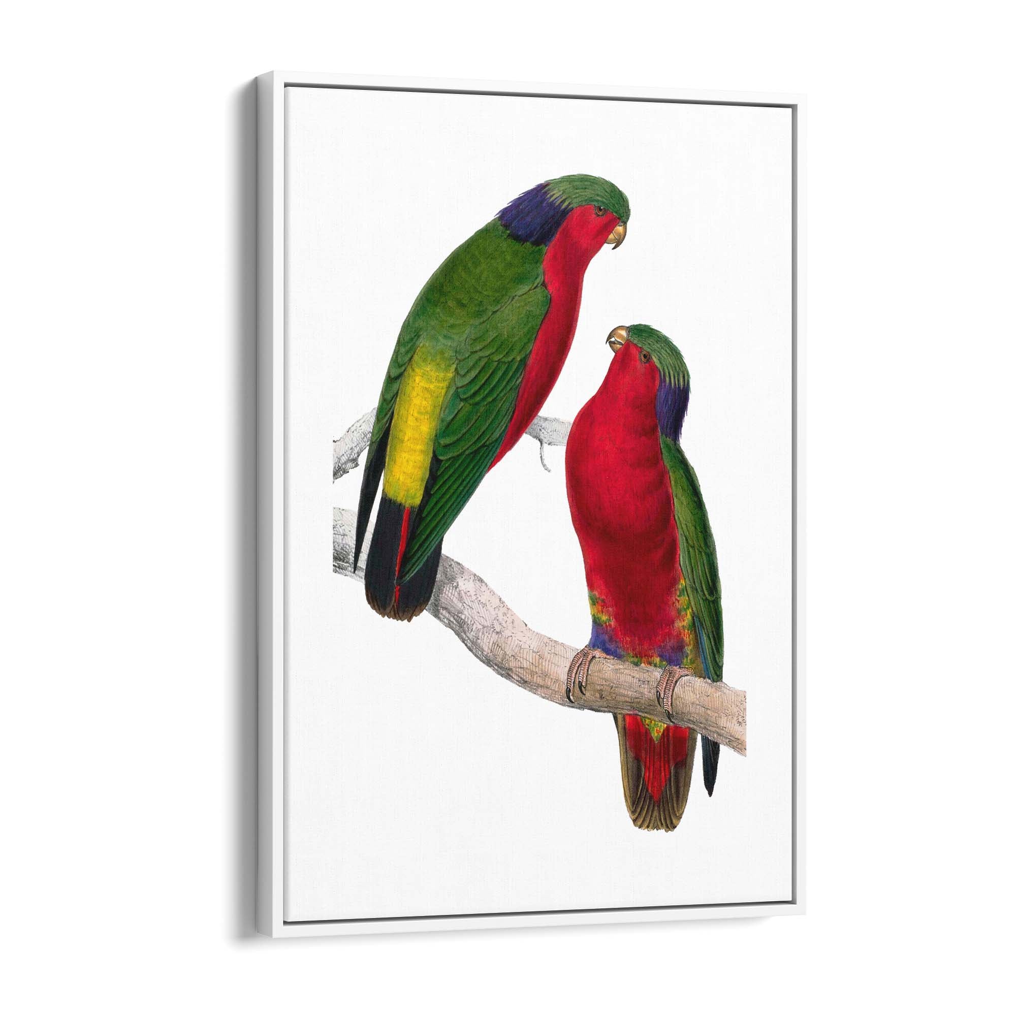 Kuhl's Lorikeet Exotic Bird Drawing Wall Art - The Affordable Art Company
