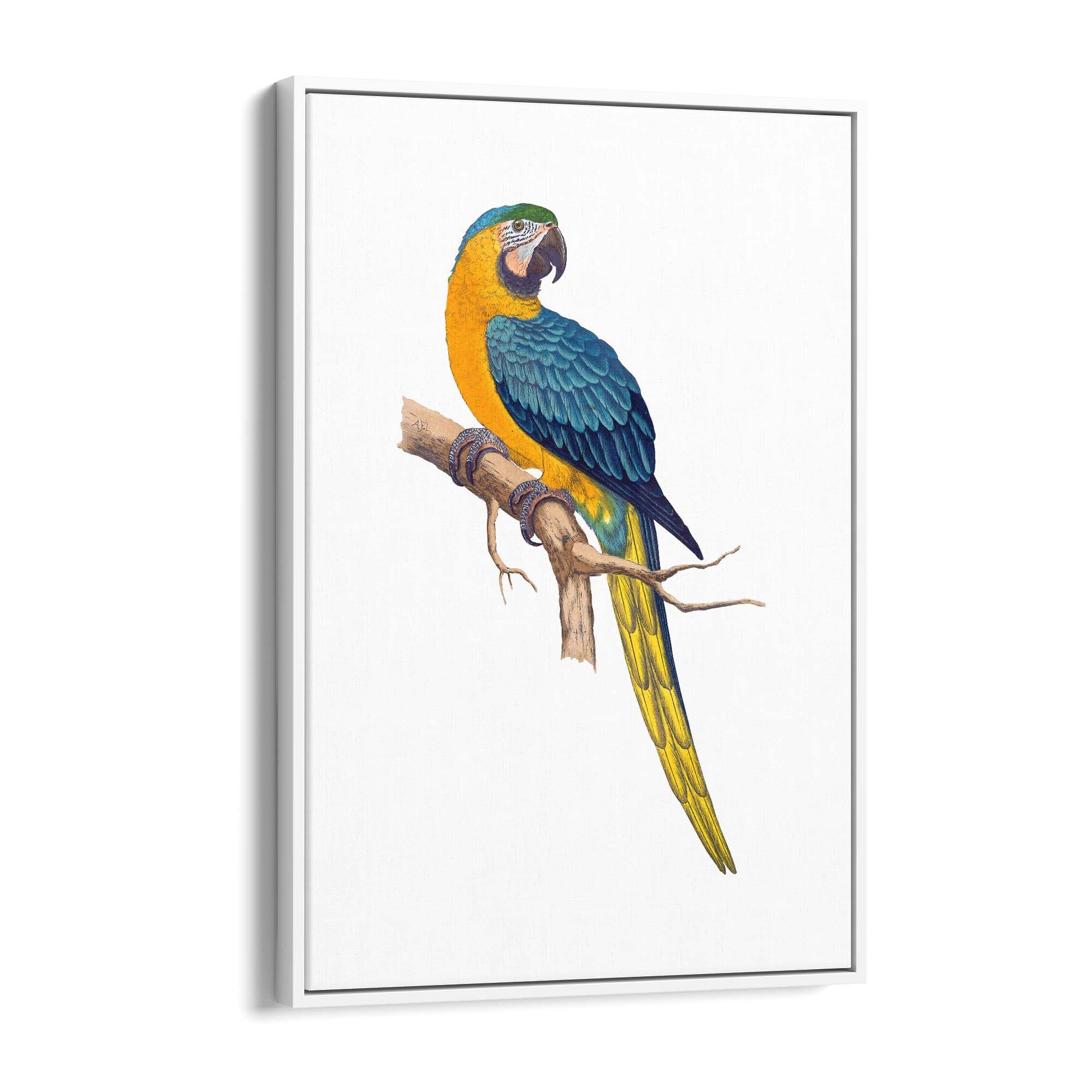 Blue and Yellow Macaw Exotic Bird Drawing Wall Art - The Affordable Art Company