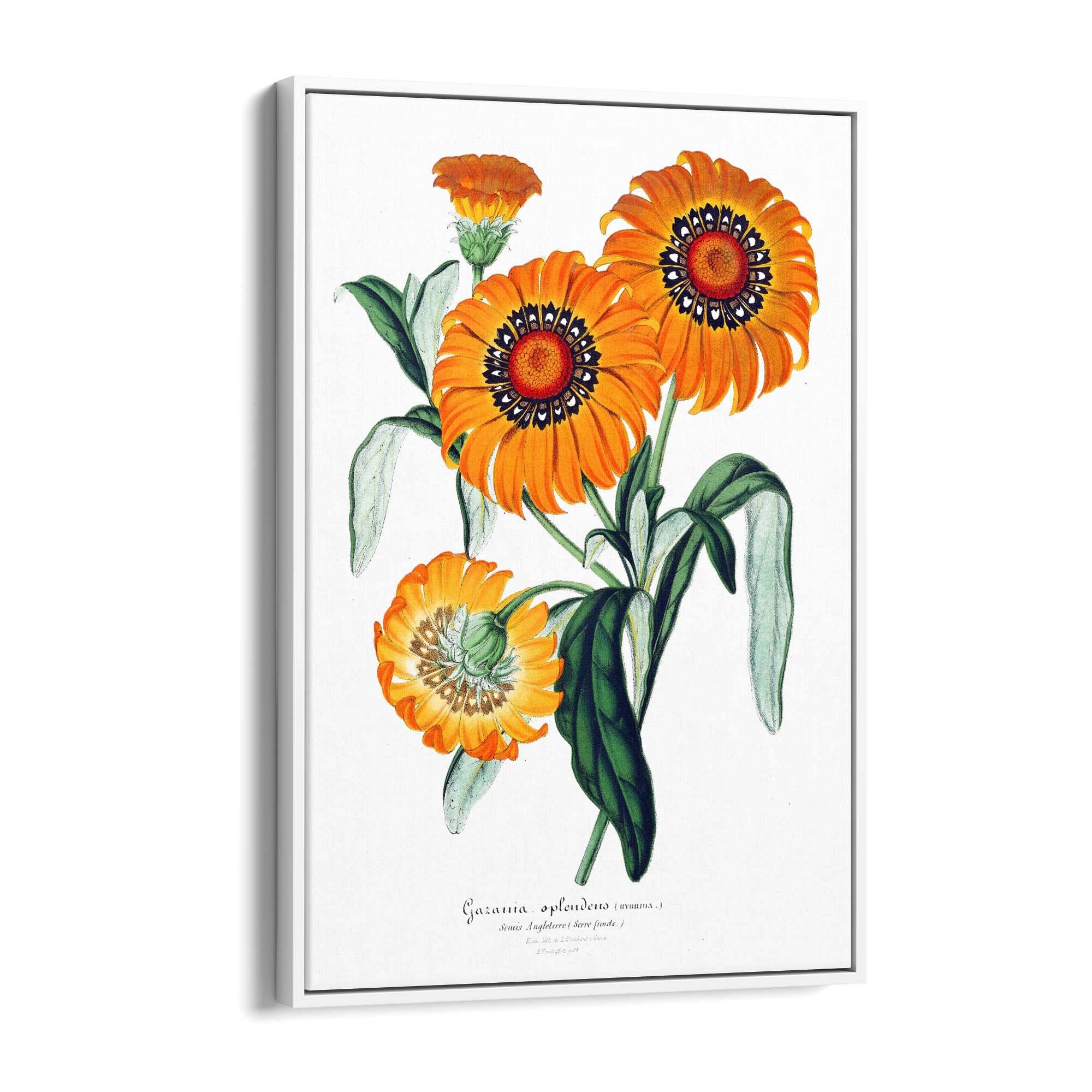 Orange Flowers Vintage Botanical Wall Art - The Affordable Art Company