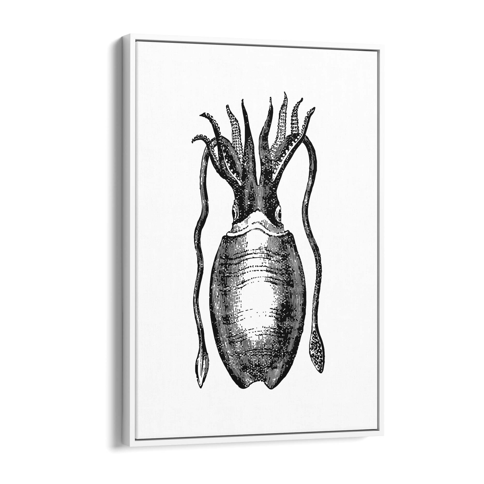 Squid Drawing Black and White Sealife Wall Art - The Affordable Art Company