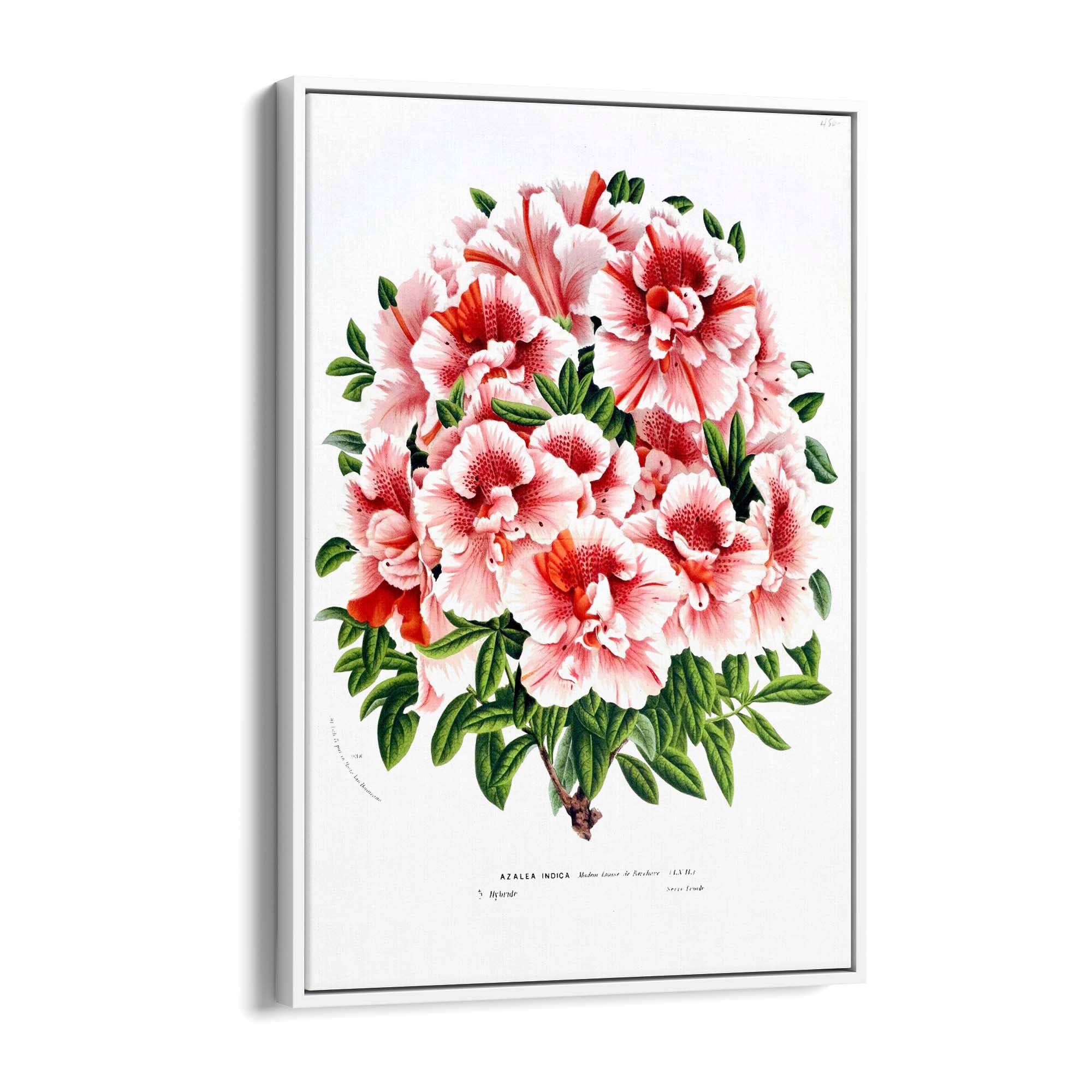 Vintage Pink Azalea Flowers Botanical Kitchen Wall Art #2 - The Affordable Art Company
