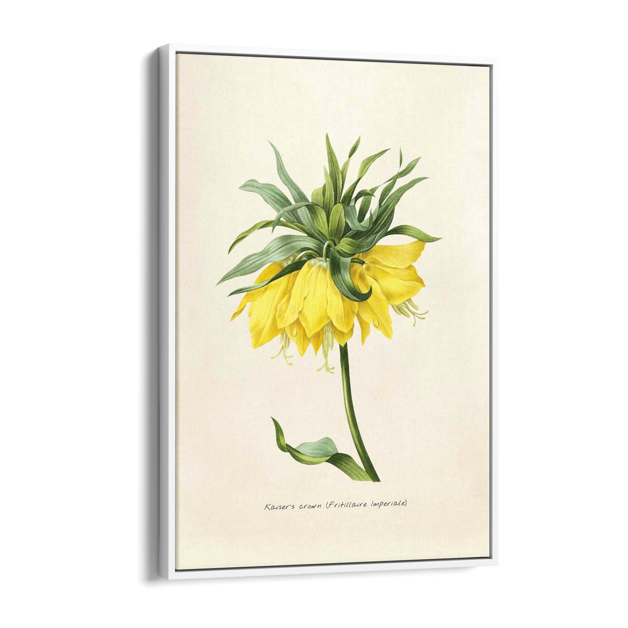 Yellow Flower Vintage Botanical Kitchen Wall Art #1 - The Affordable Art Company