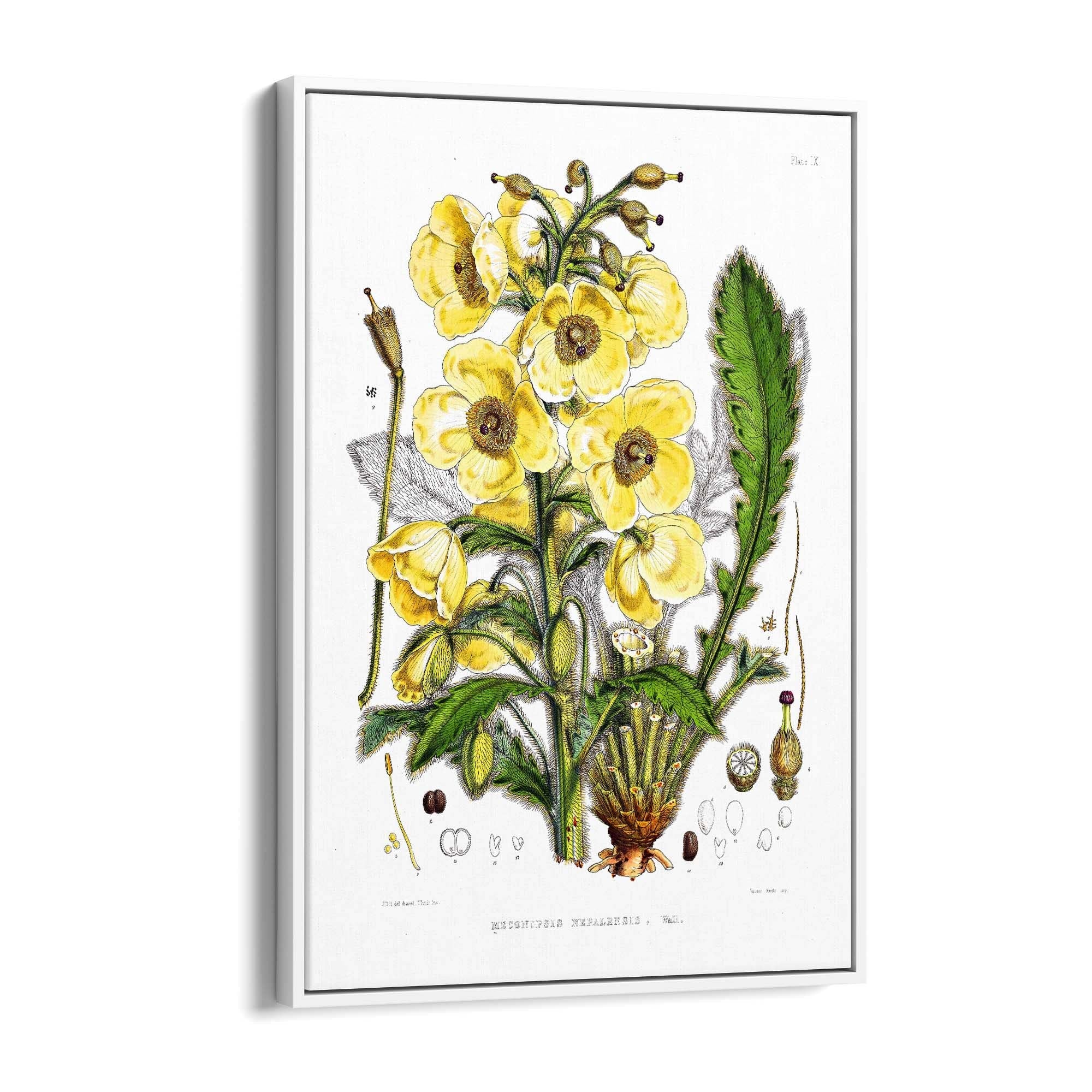 Yellow Flower Vintage Botanical Kitchen Wall Art #5 - The Affordable Art Company