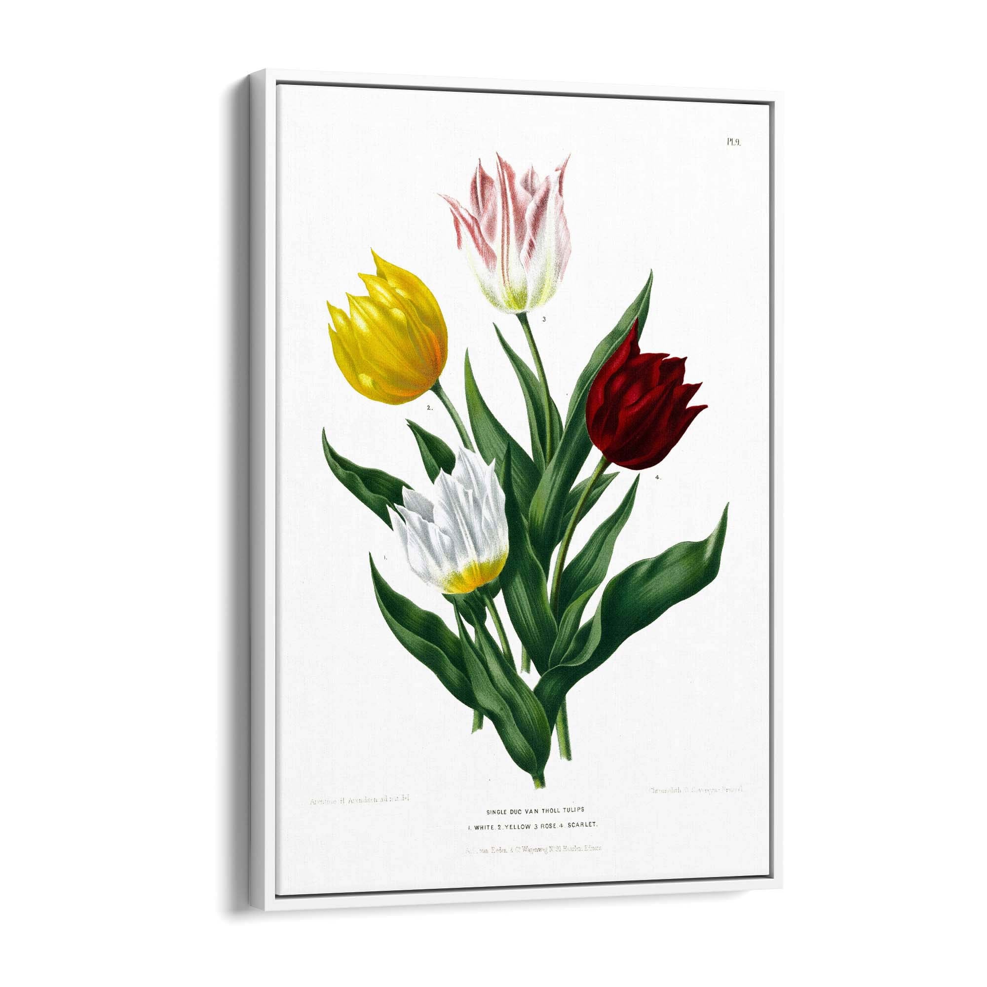 Tulip Botanical Vintage Kitchen Wall Art - The Affordable Art Company