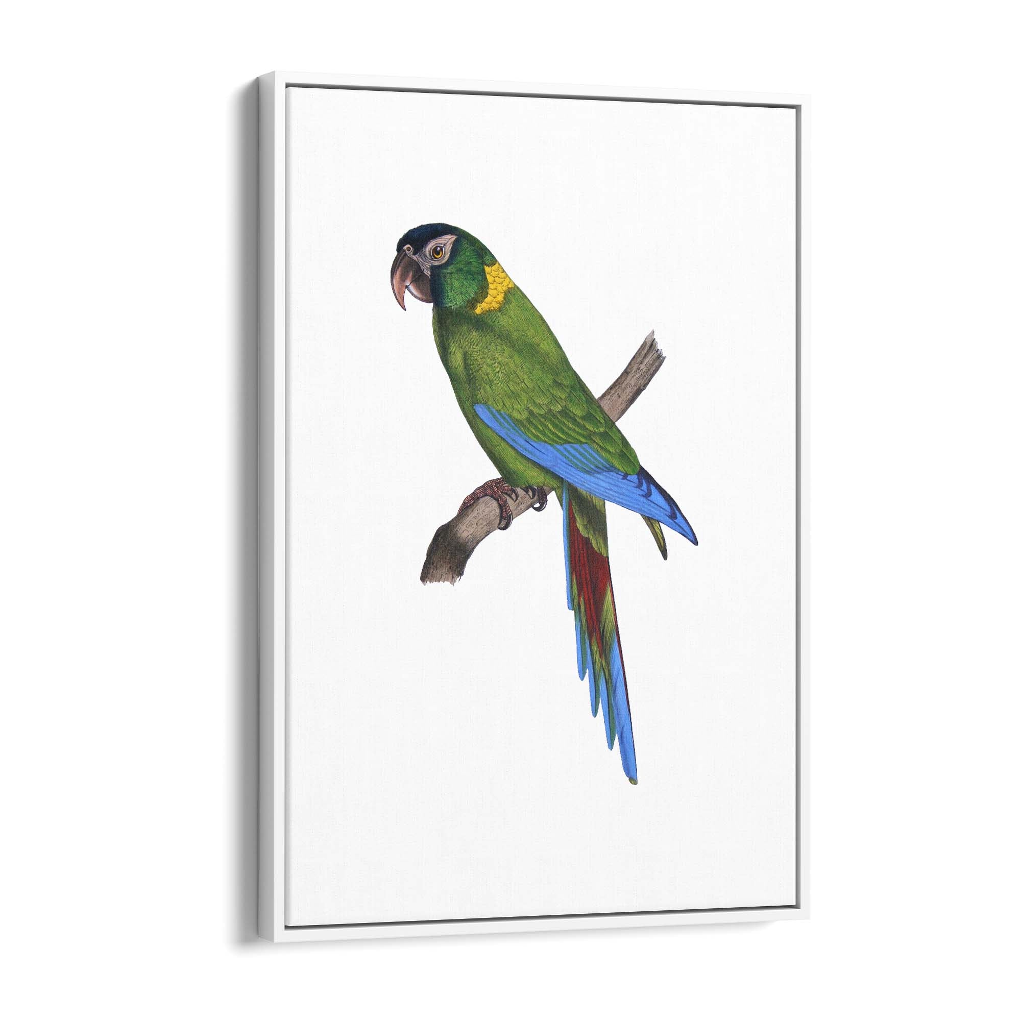 Golden-Collared Macaw Exotic Bird Drawing Wall Art - The Affordable Art Company