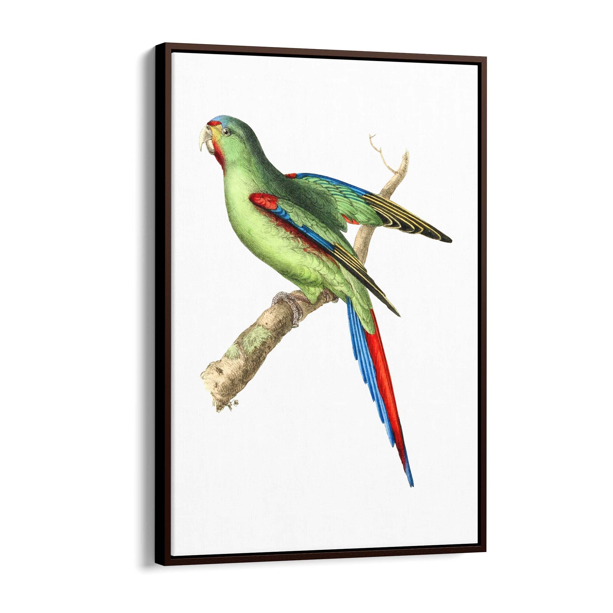 Red-Shouldered Parakeet Exotic Bird Wall Art - The Affordable Art Company