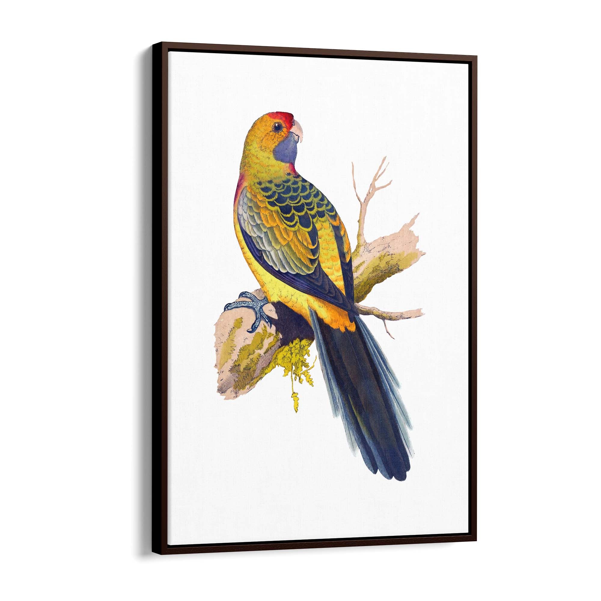 Yellow Rumped Parakeet Exotic Bird Wall Art - The Affordable Art Company