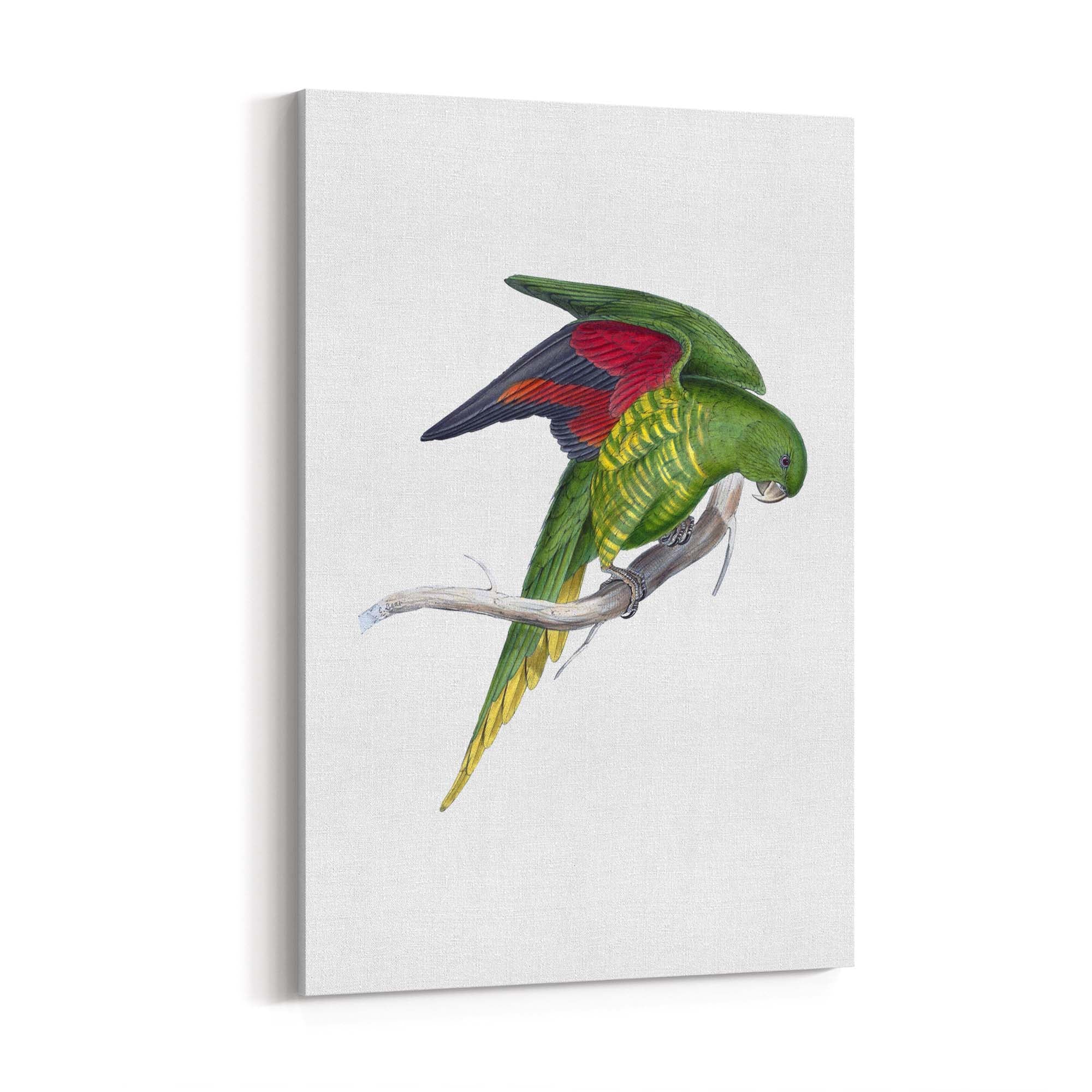 Original Macaw Birds Pastel Drawing - Etsy