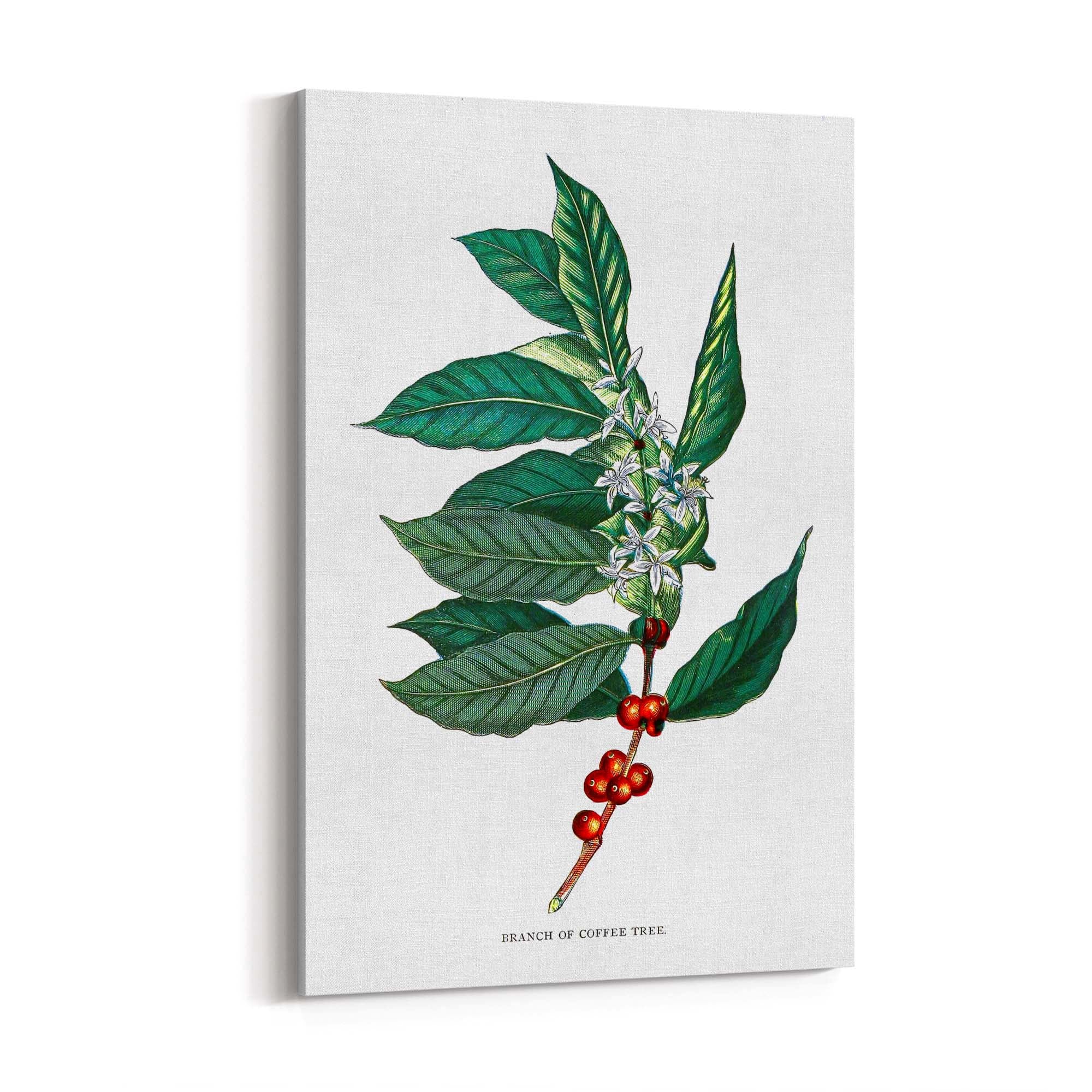 Coffee Branch Botanical Kitchen Cafe Wall Art #2 - The Affordable Art Company