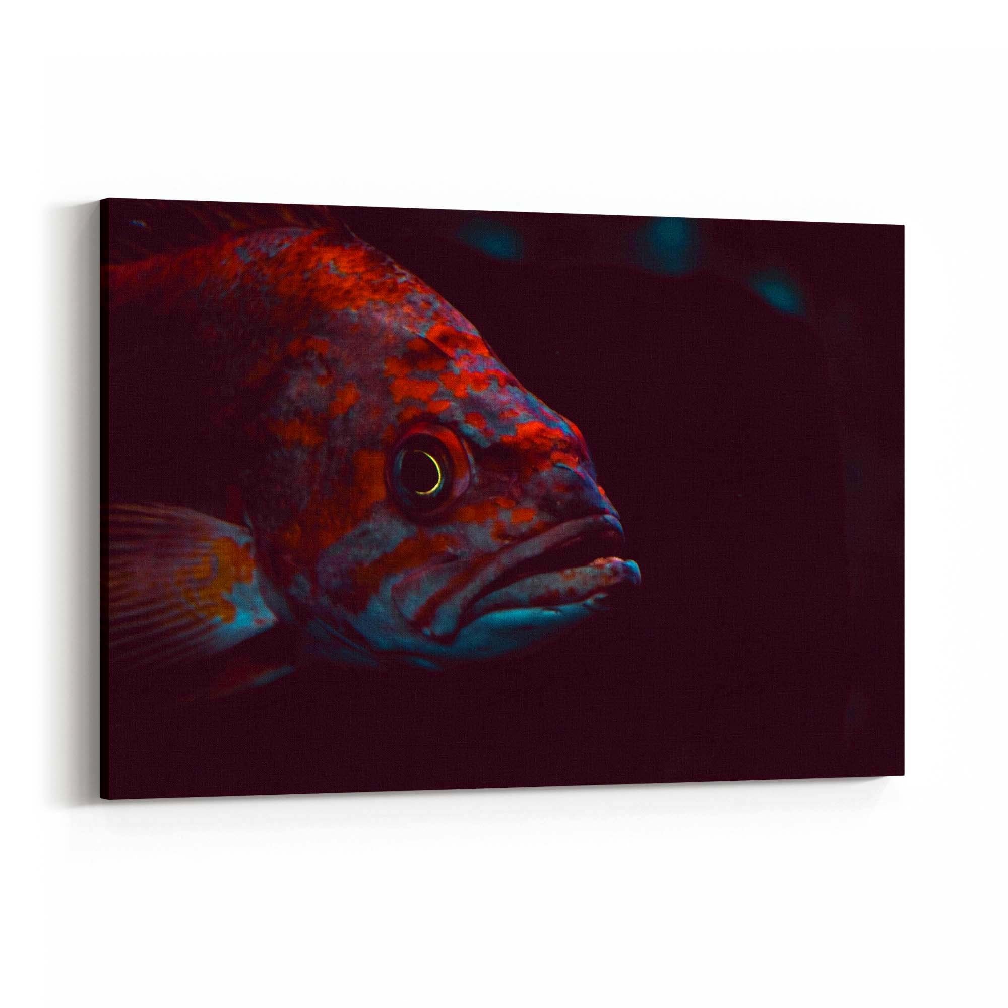 Majestic Fish Minimal Photograph Wall Art - The Affordable Art Company
