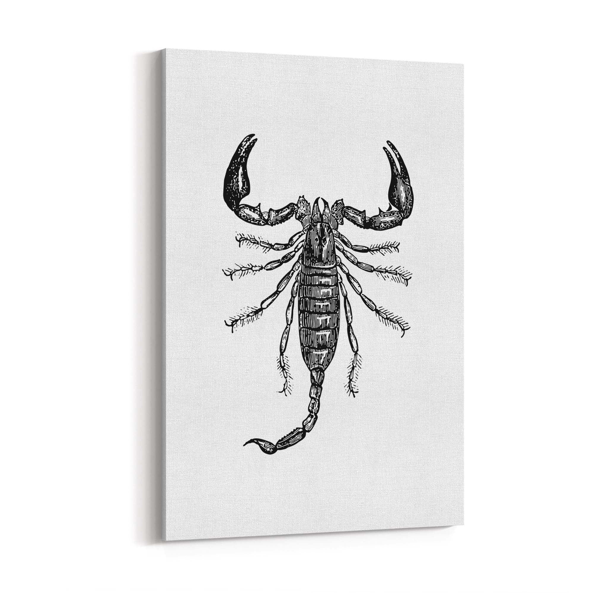 Scorpion Drawing Insect Man Cave Wall Art - The Affordable Art Company