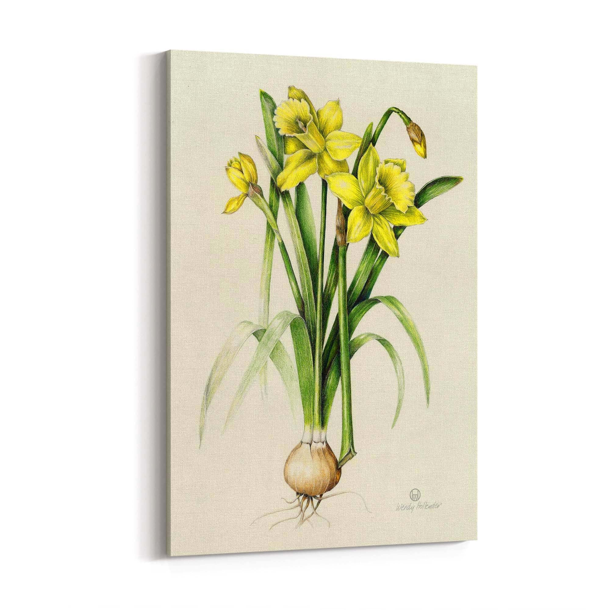 Daffodil Flower Botanical Drawing Kitchen Wall Art - The Affordable Art Company