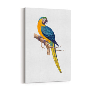Blue and Yellow Macaw Exotic Bird Drawing Wall Art - The Affordable Art Company