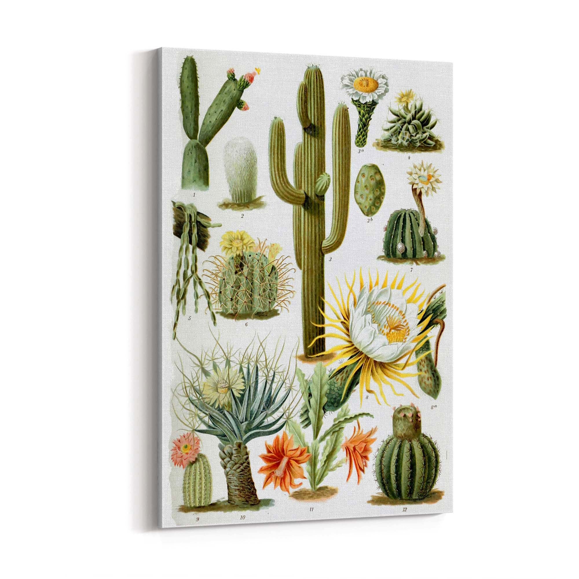 Cactus Botanical Drawing Kitchen Plant Wall Art - The Affordable Art Company