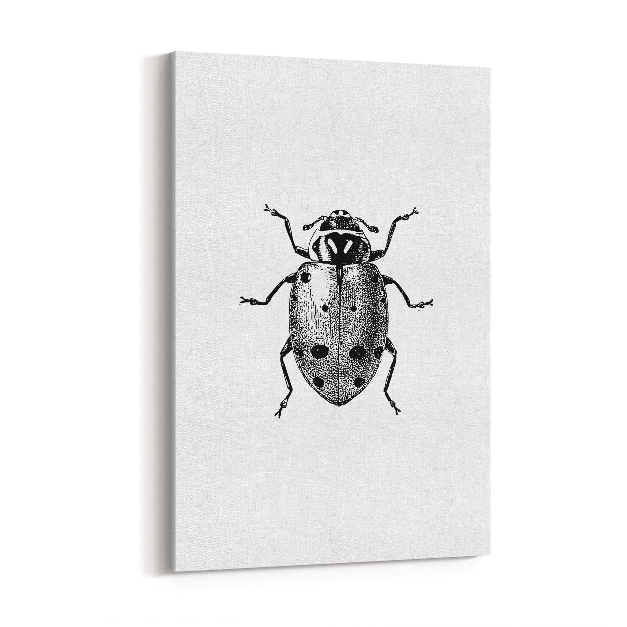 Ladybird Detailed Drawing Insect Office Wall Art - The Affordable Art Company