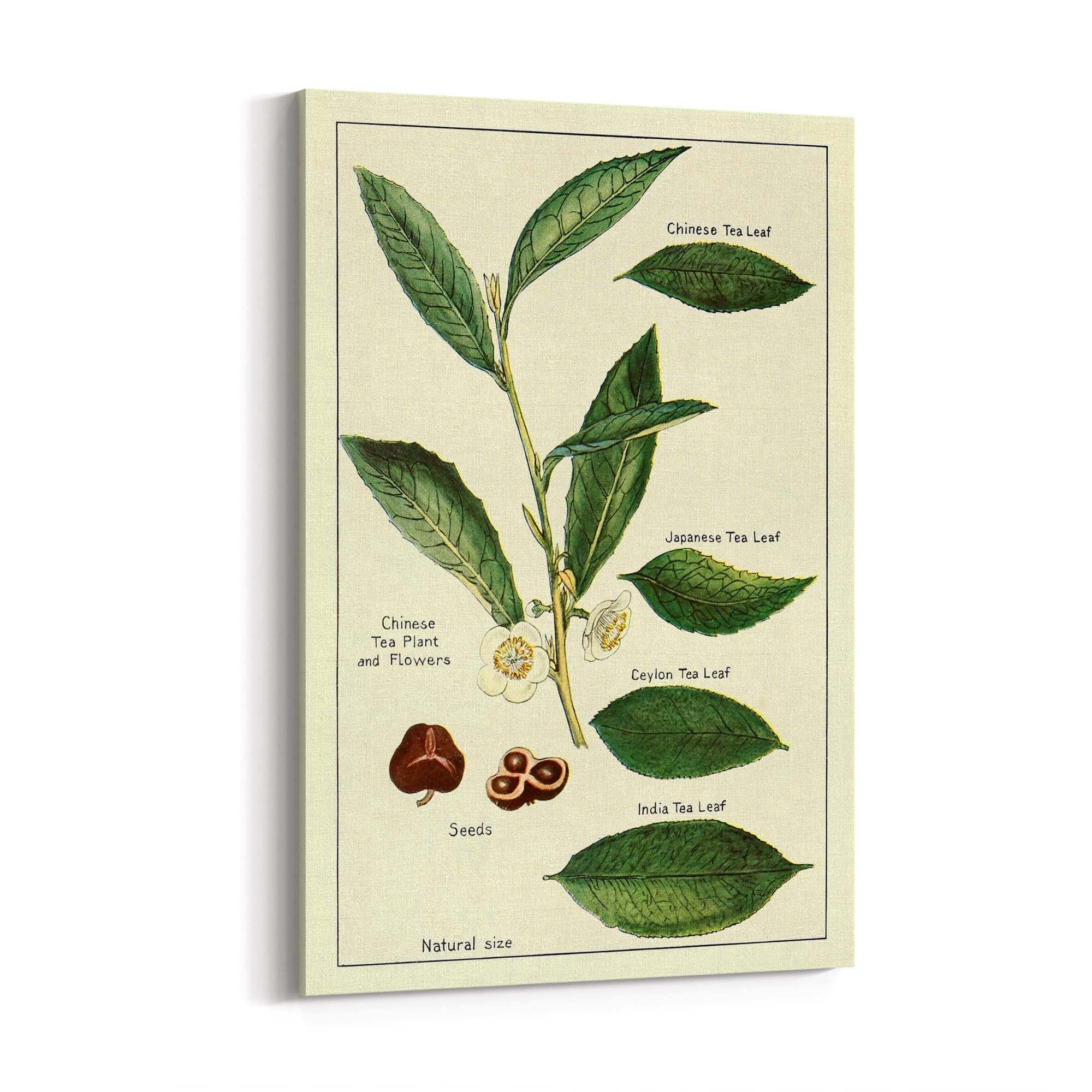 Green Tea Botanical Drawing Kitchen Wall Art - The Affordable Art Company