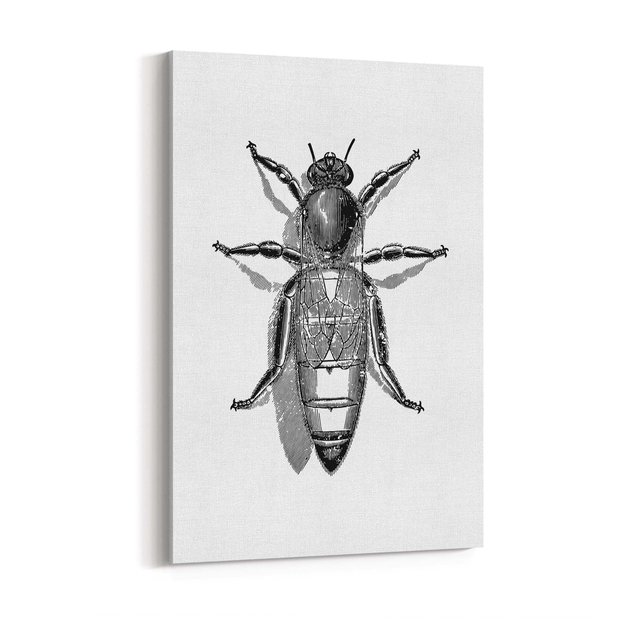 Queen Bee Drawing Insect Honey Wall Art - The Affordable Art Company