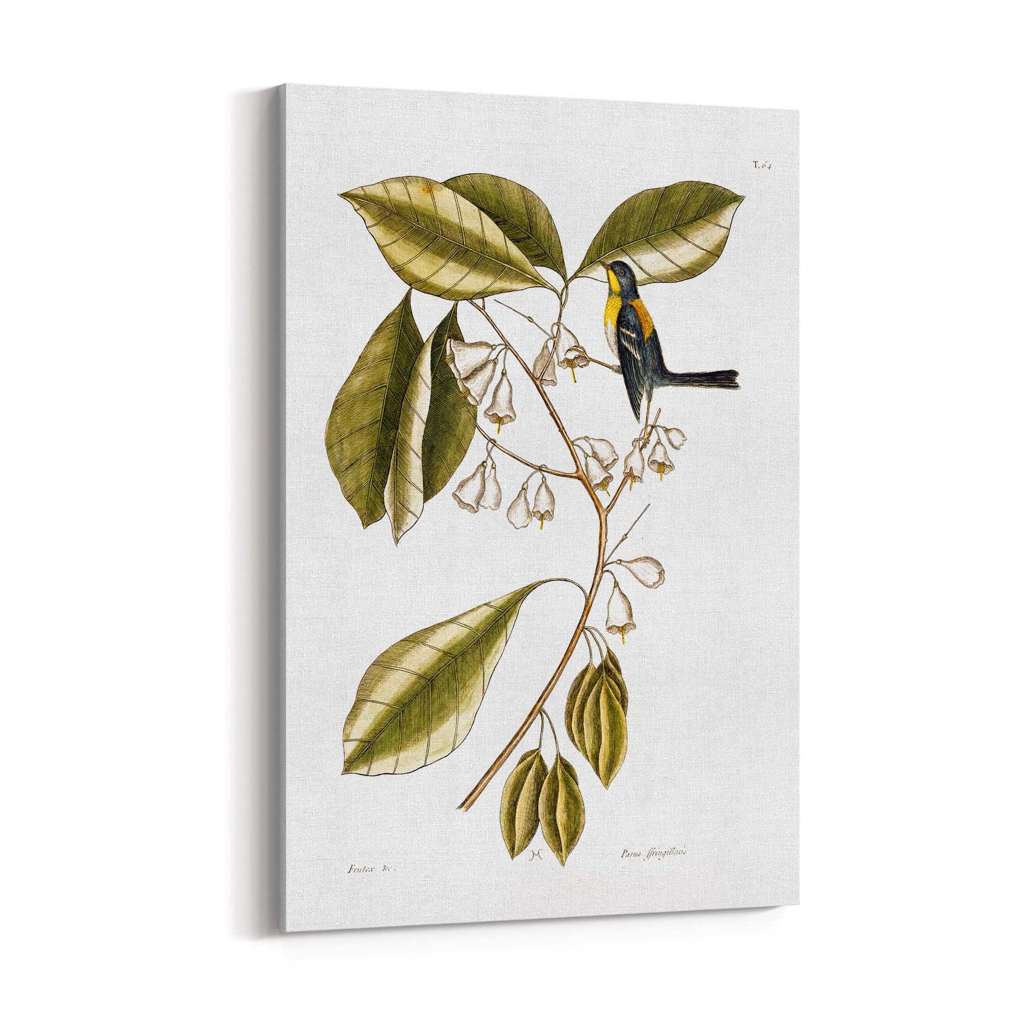 White Flower Vintage Botanical Kitchen Wall Art #1 - The Affordable Art Company