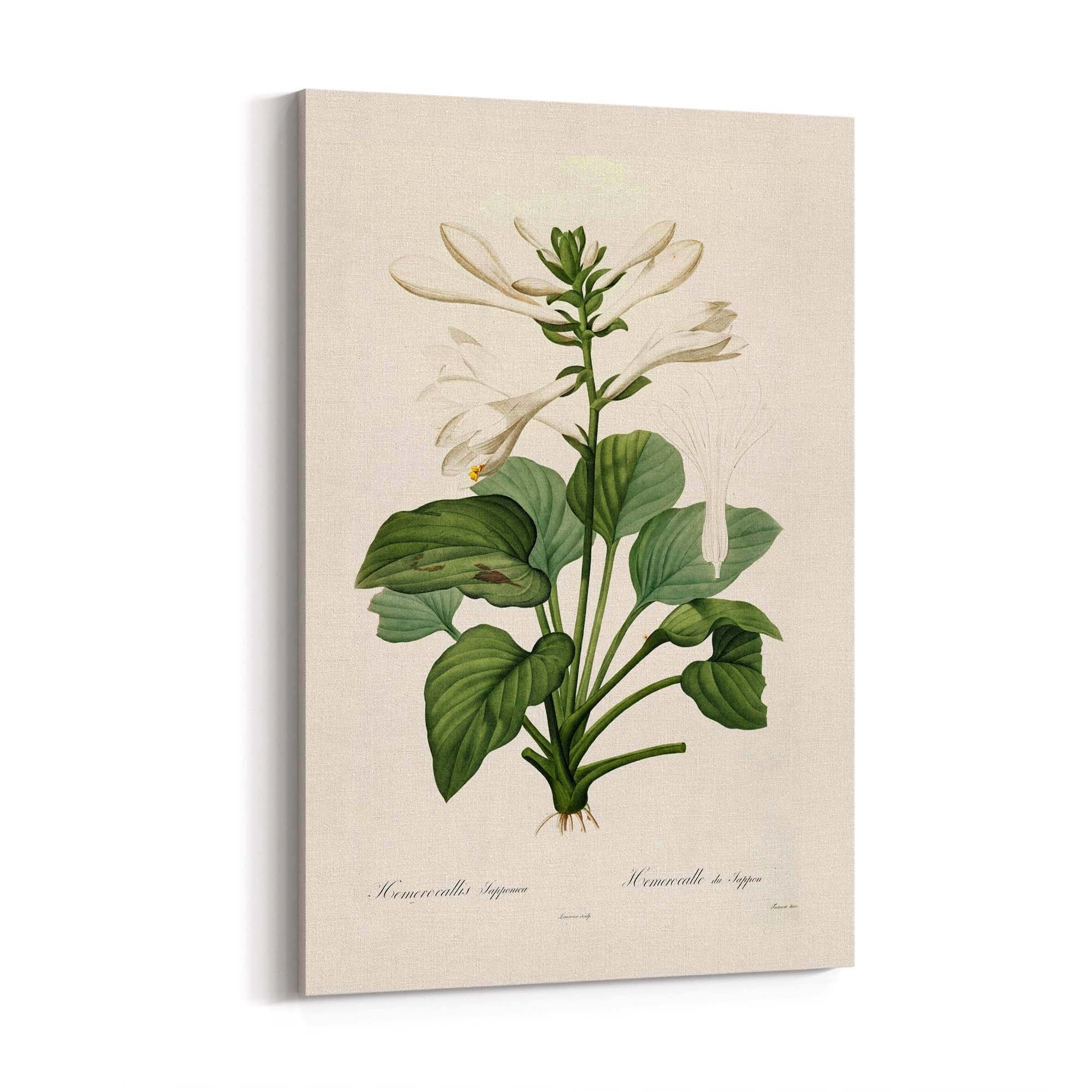 White Flower Vintage Botanical Kitchen Wall Art #2 - The Affordable Art Company
