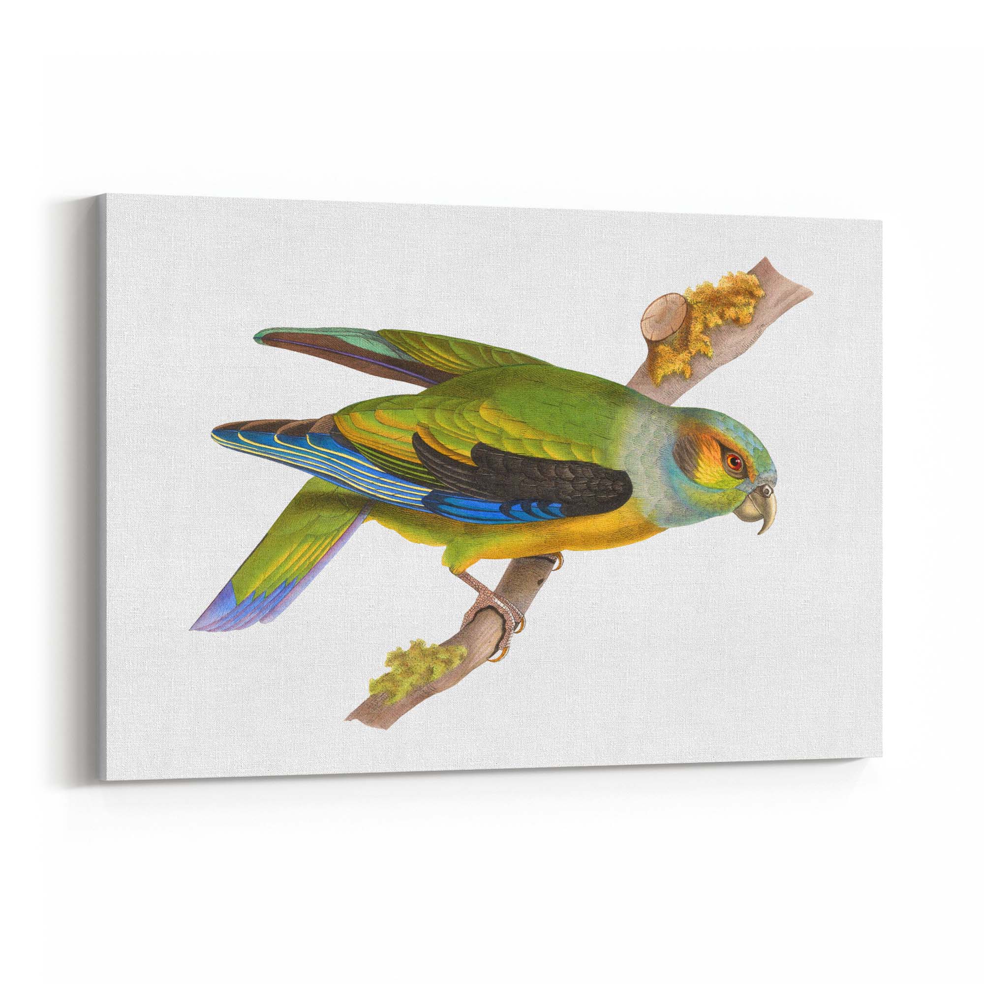 Black-Winged Parrot Exotic Bird Drawing Wall Art - The Affordable Art Company