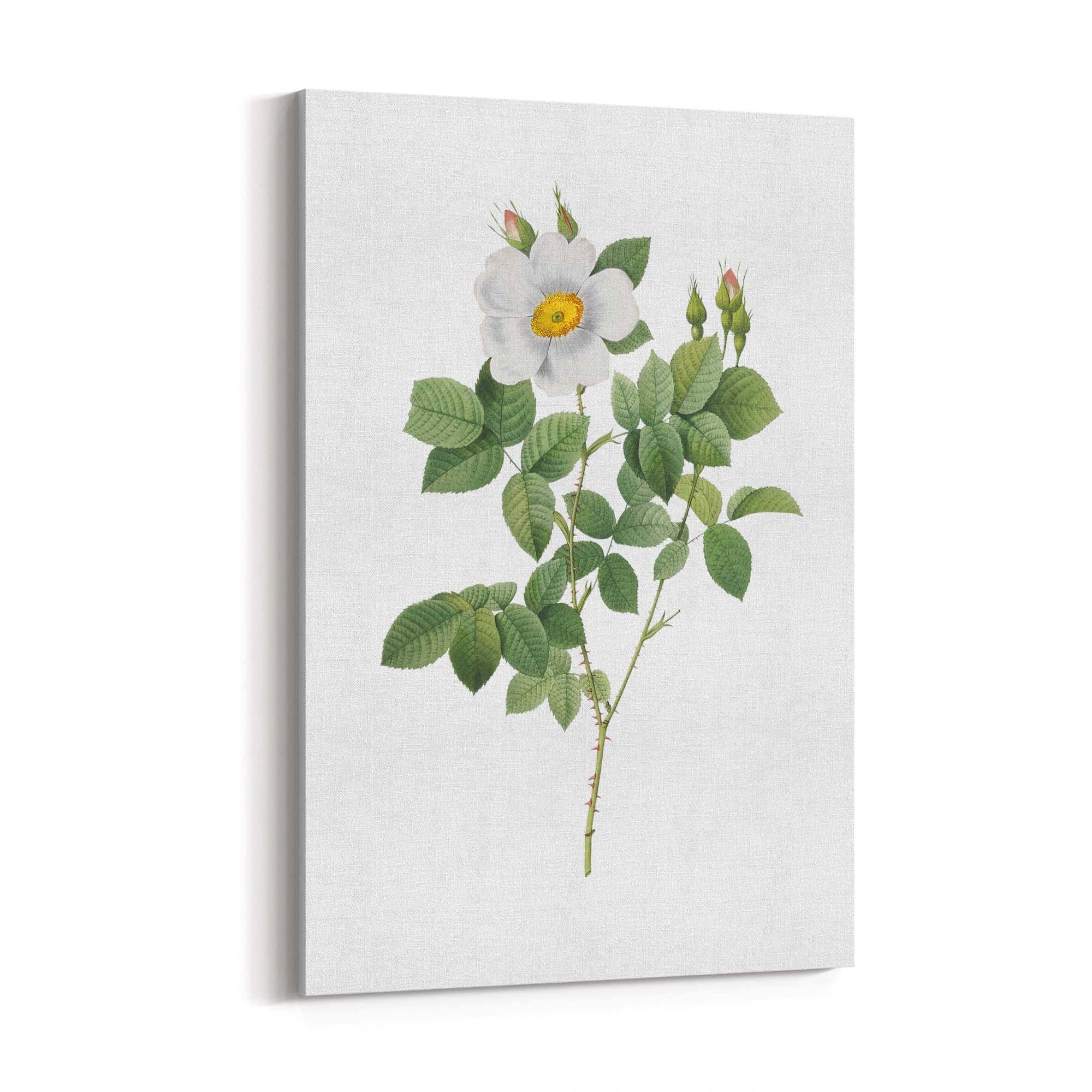Flower Botanical Painting Kitchen Hallway Wall Art #4 - The Affordable Art Company