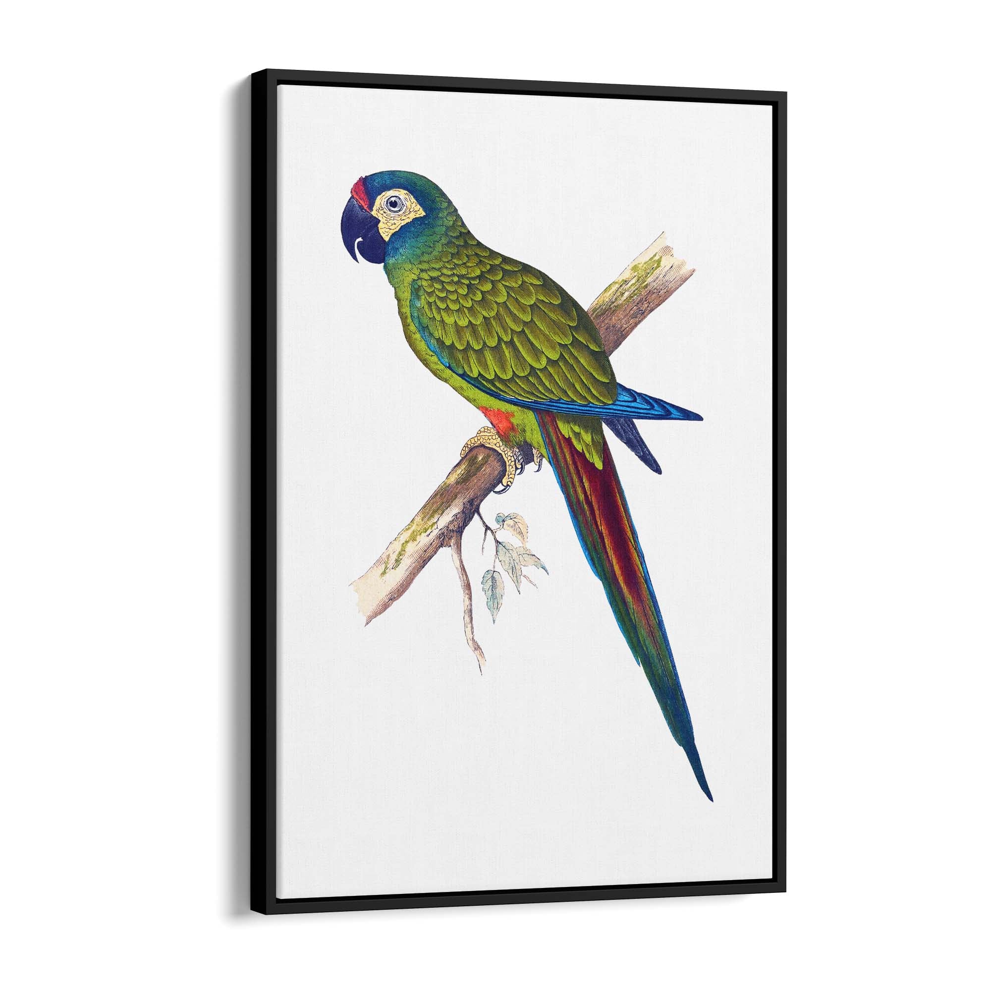 Blue-Winged Macaw Exotic Bird Drawing Wall Art - The Affordable Art Company